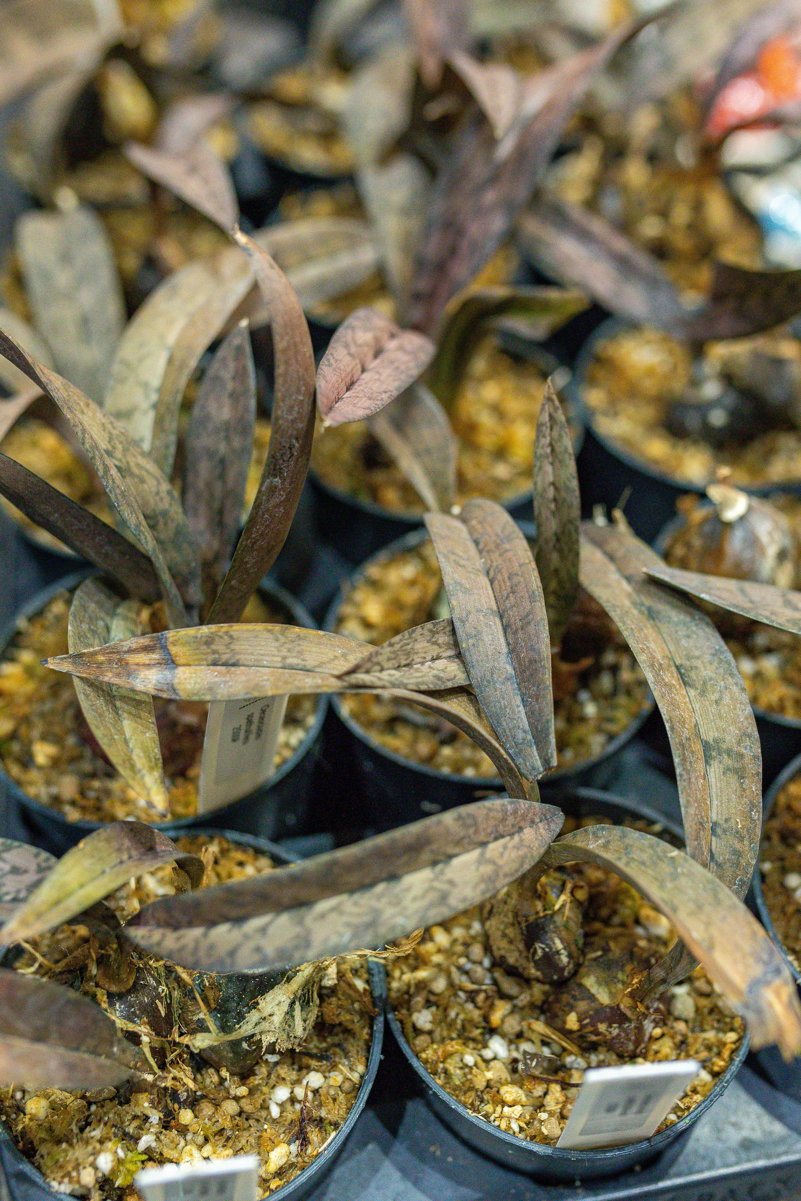 Орхидиум 12.2025. Александра Куликова фотограф, Москва