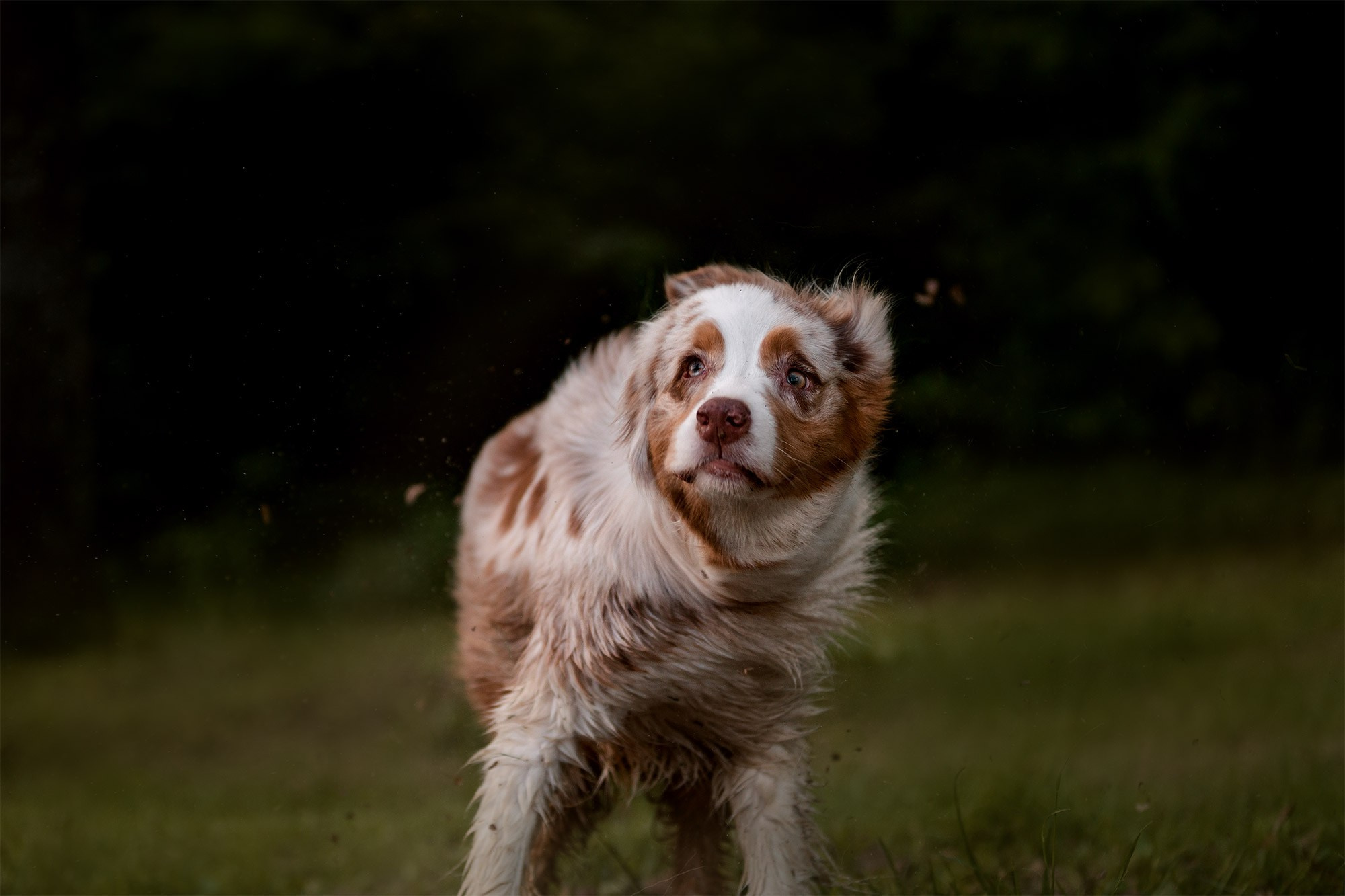 Аусси Галя. Фотограф анималист Кузнецова Анна Нижний Новгород