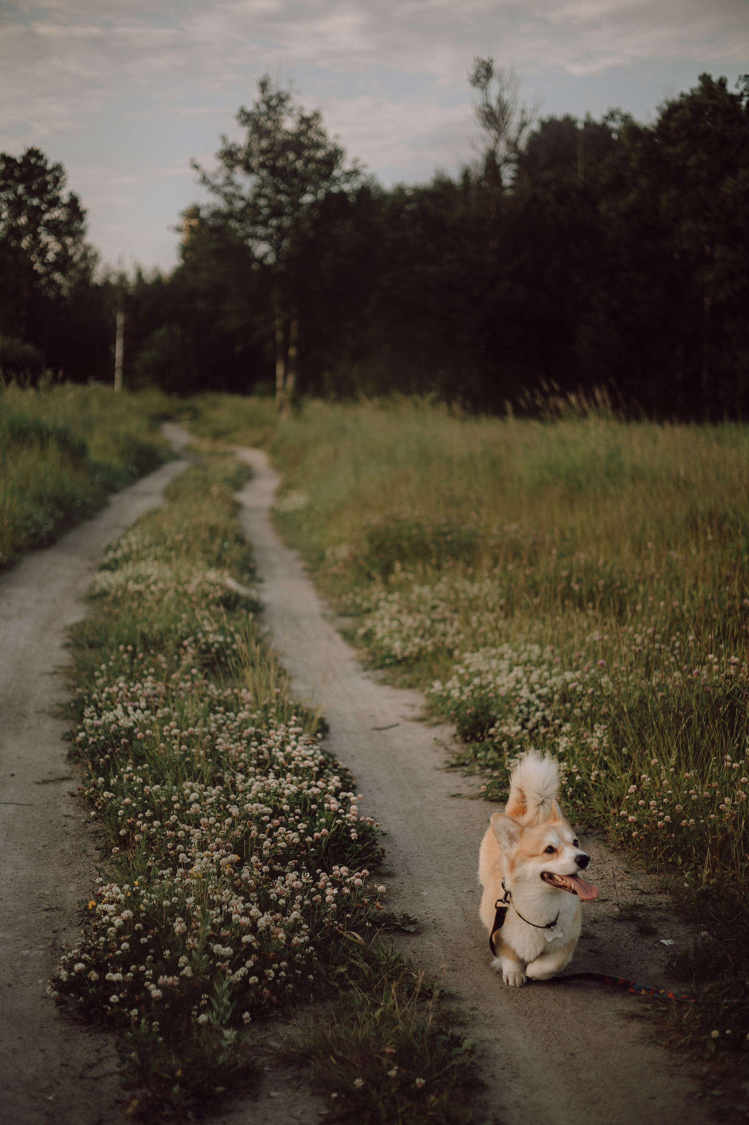 Паша, Настя и их Фёдор. Фотограф — анималист •love-story•|Санкт-Петербург