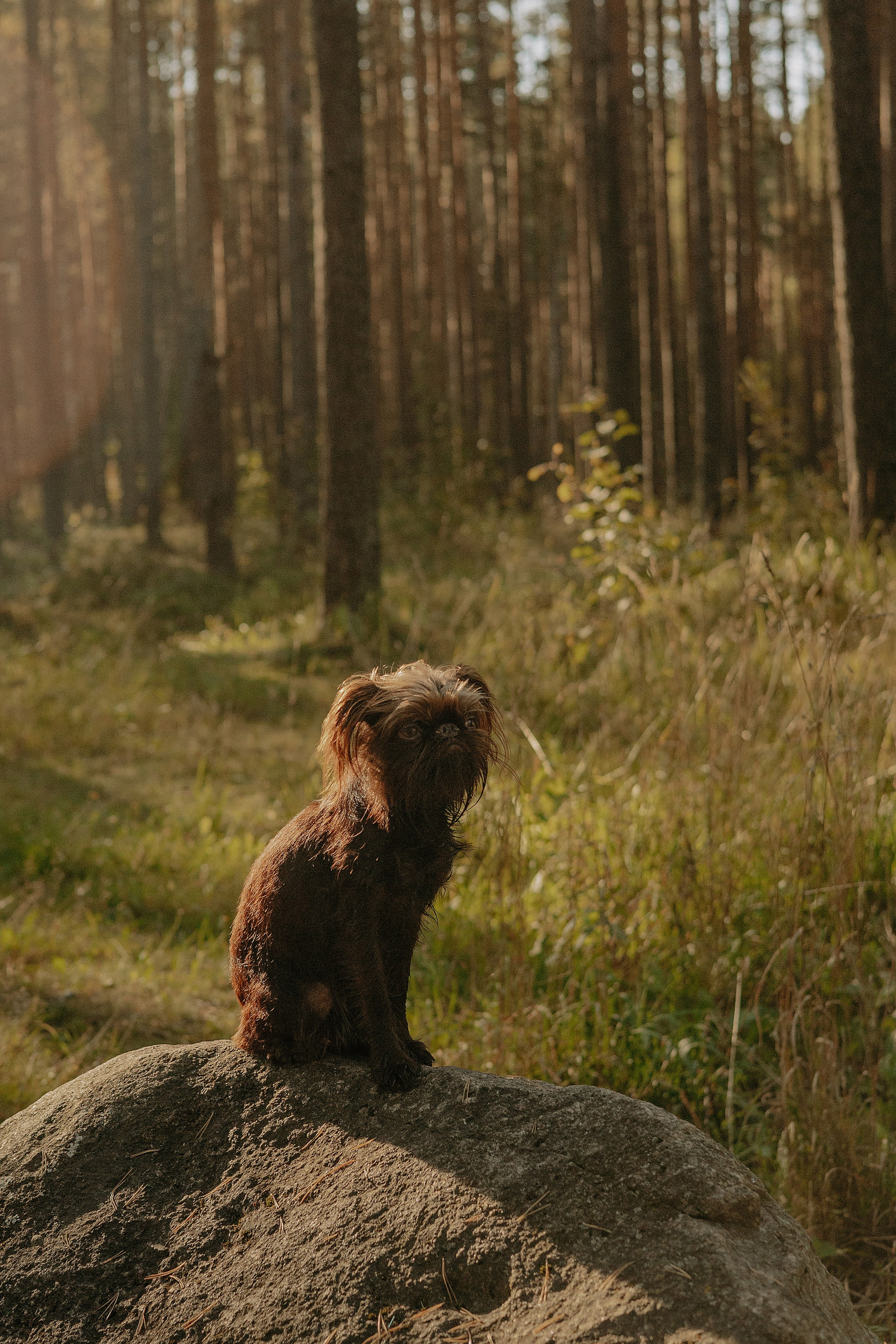 Катерина & Лунка. Фотограф — анималист •love-story•|Санкт-Петербург