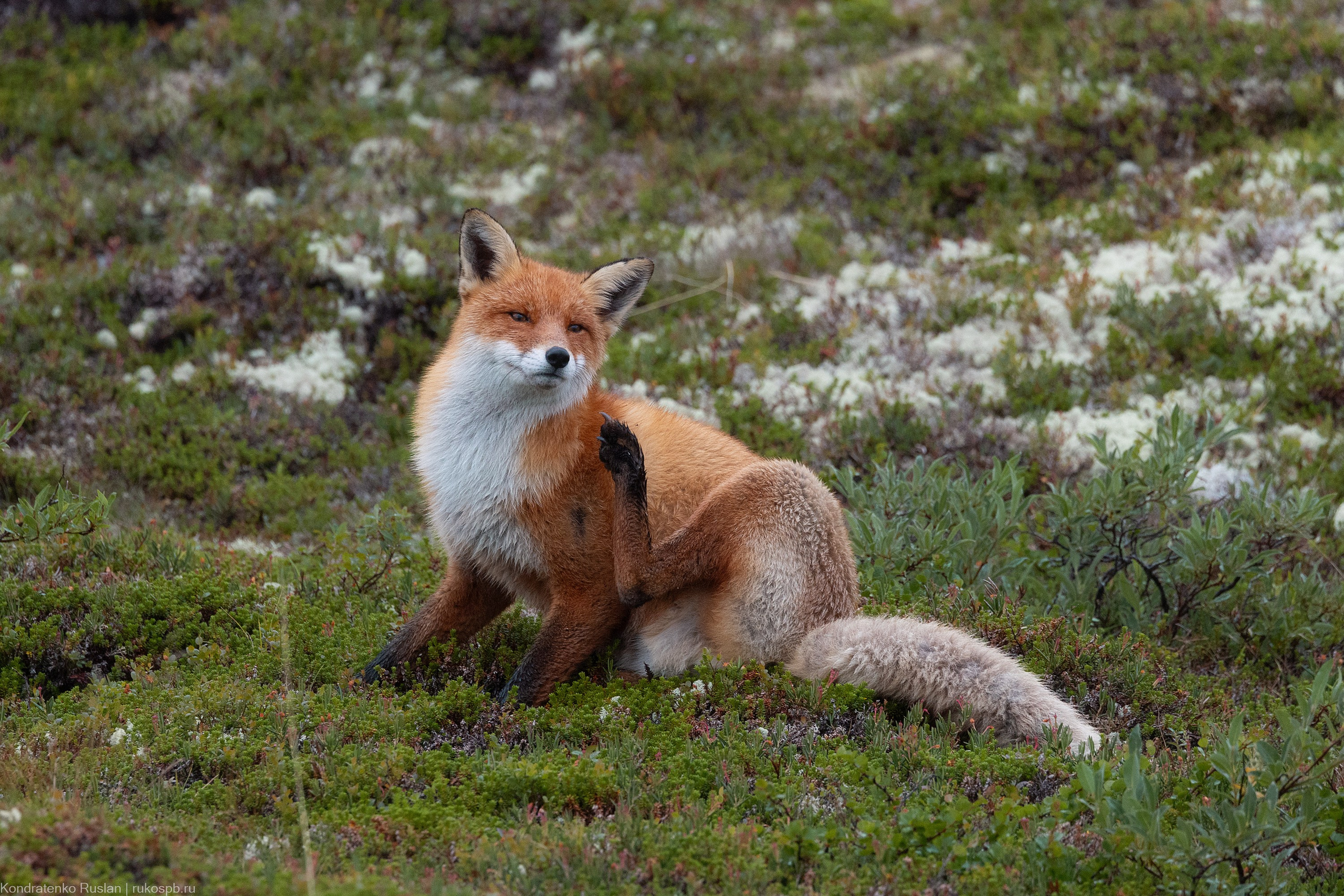 Лиса. Архитектурный и пейзажный фотограф Кондратенко Руслан, Санкт-Петербург