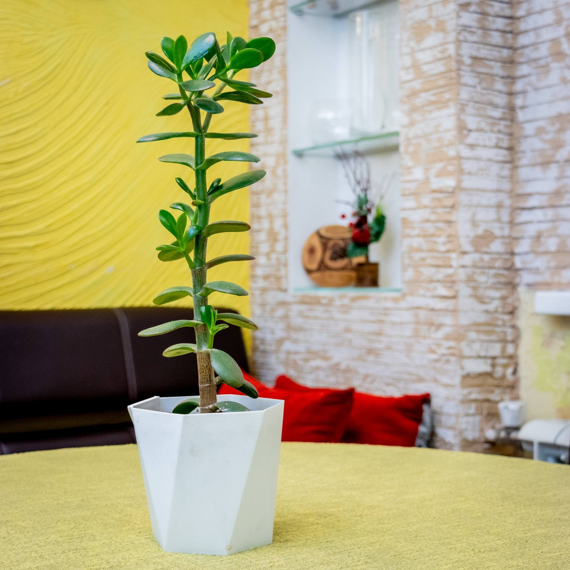 Съемка в интерьере. Leclerc-studio