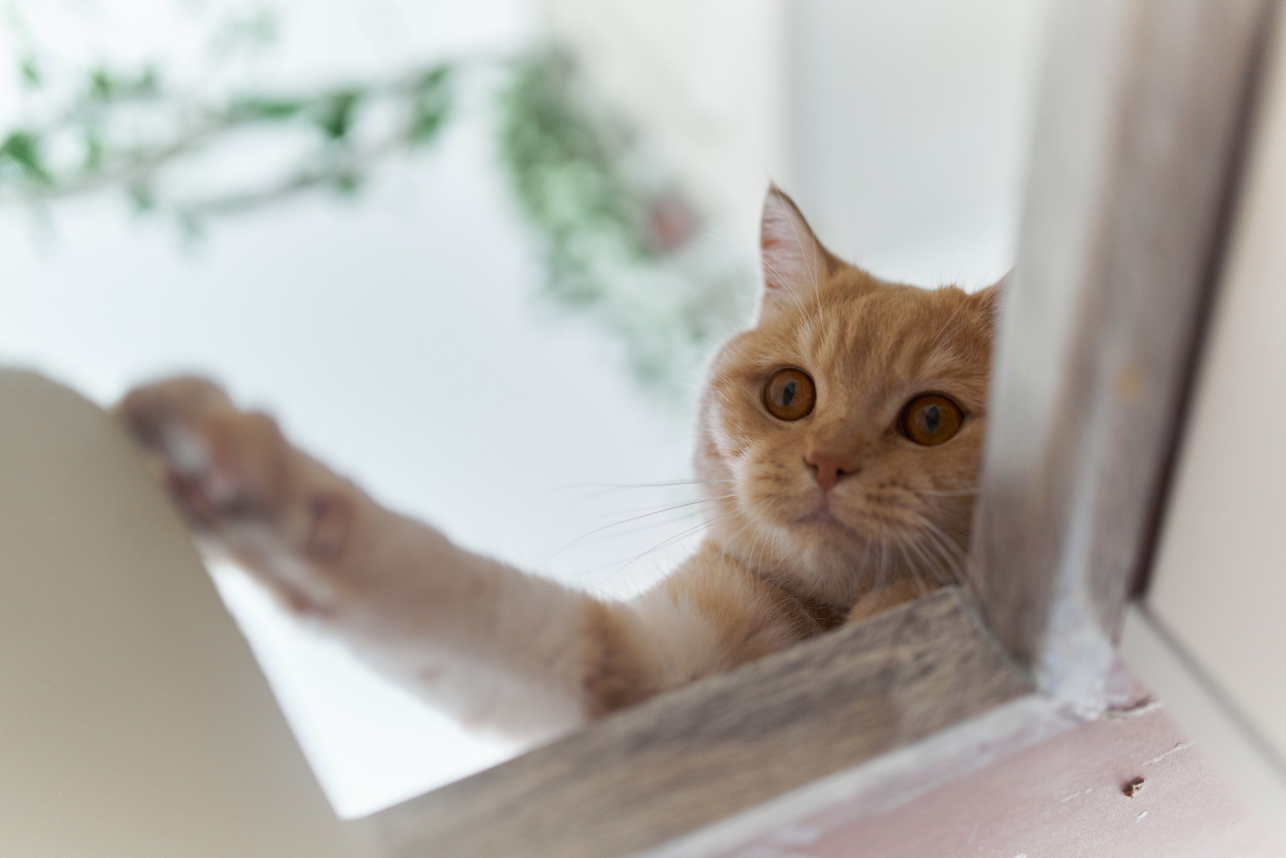 Фотосессия кота. Мужская фотосессия в СПб|Ирина Курманаева