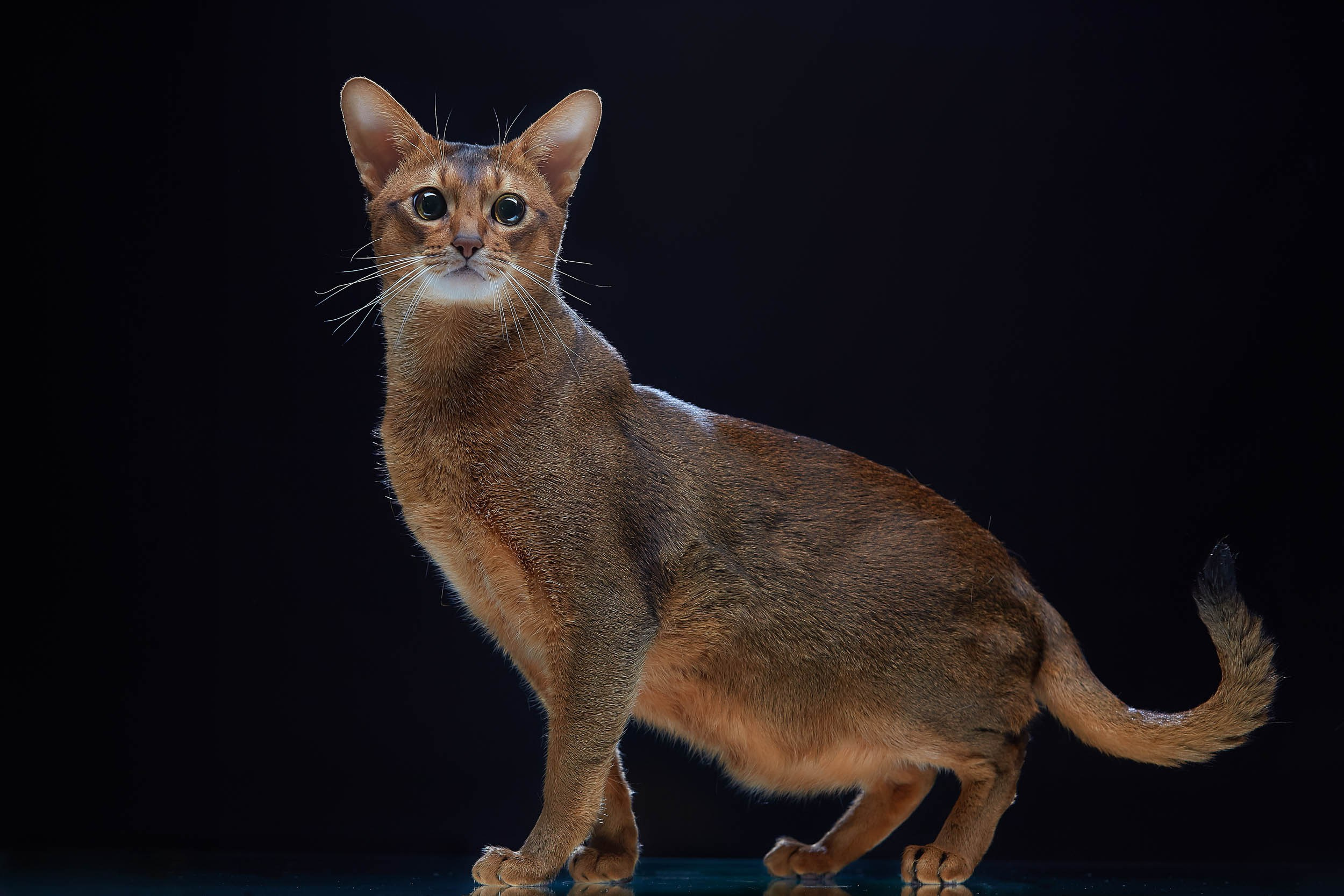 Фотопроекты и съемки на природе, с лошадьми, самолетами и авто. Выездная фотосессия. Фотограф, фотопроекты Михаила Семенова в Ярославле. Фотошкола