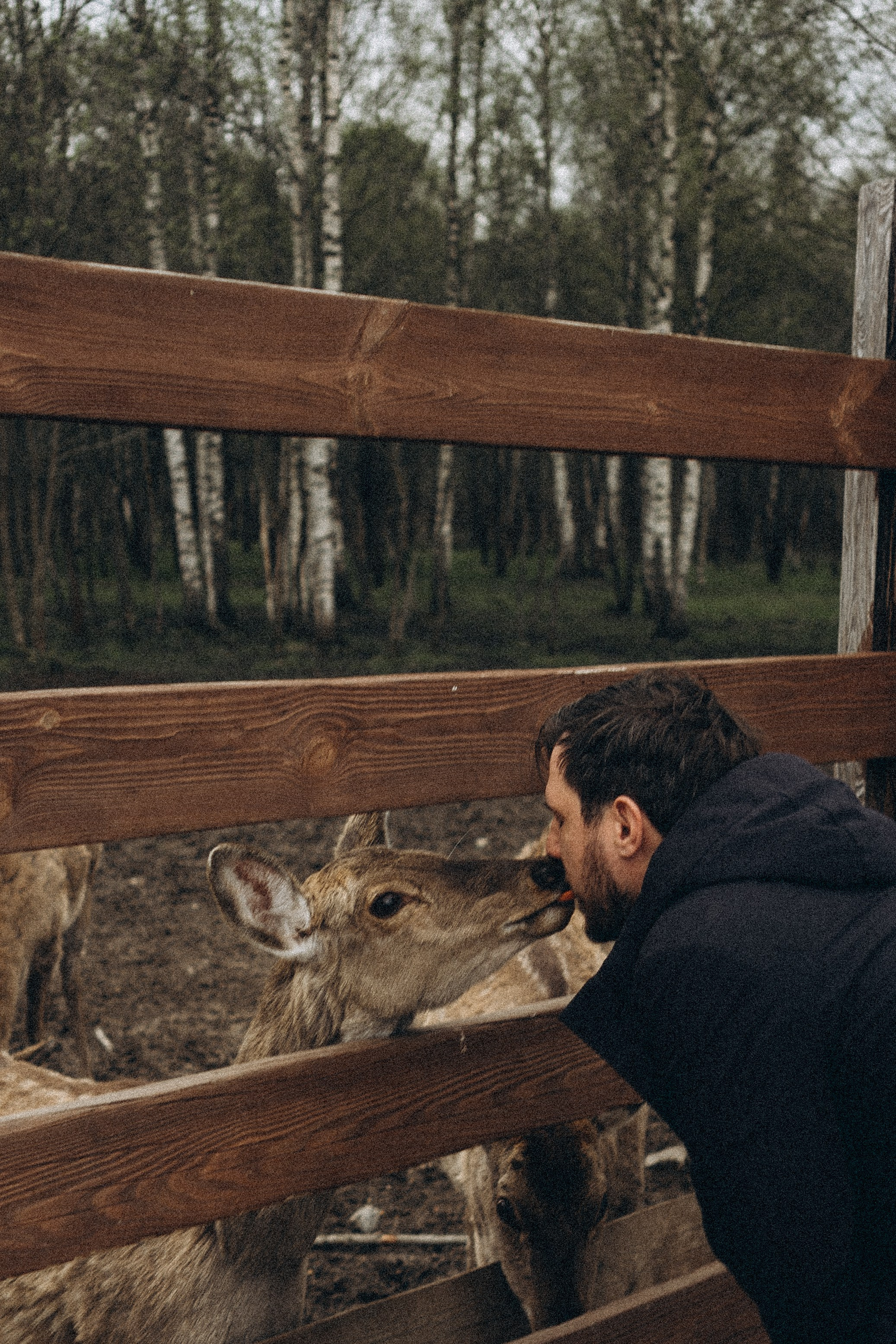 ОЛЕНЬЯ ФЕРМА В ТВЕРИ. Профессиональный фотограф, Санкт-Петербург — Виктория Богомолова