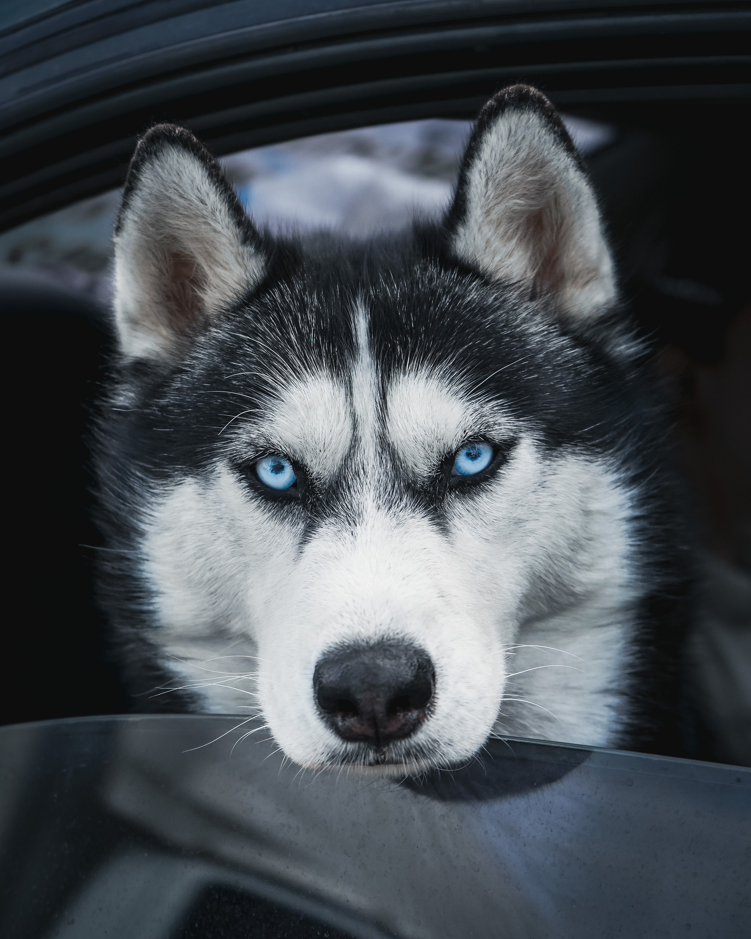 Животные. Репортажный фотограф в Краснодаре Рындин Дмитрий