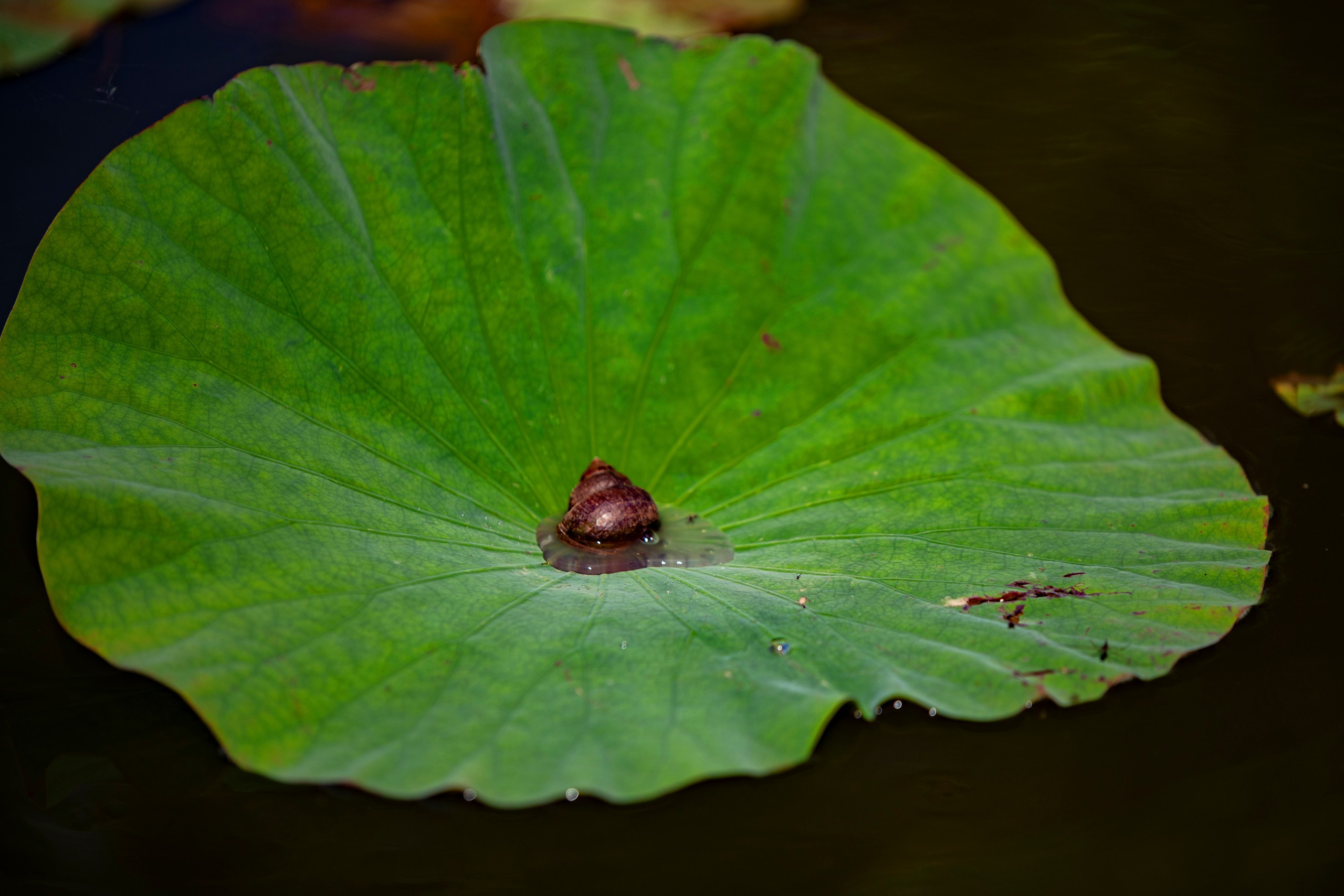 Природа Хабаровского края. Команда фотографов Кристины Ивановой