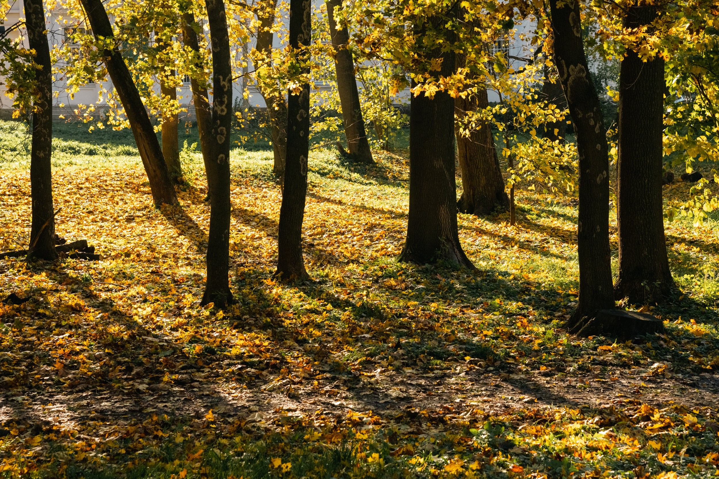 Парк имени Болотова в Богородицке