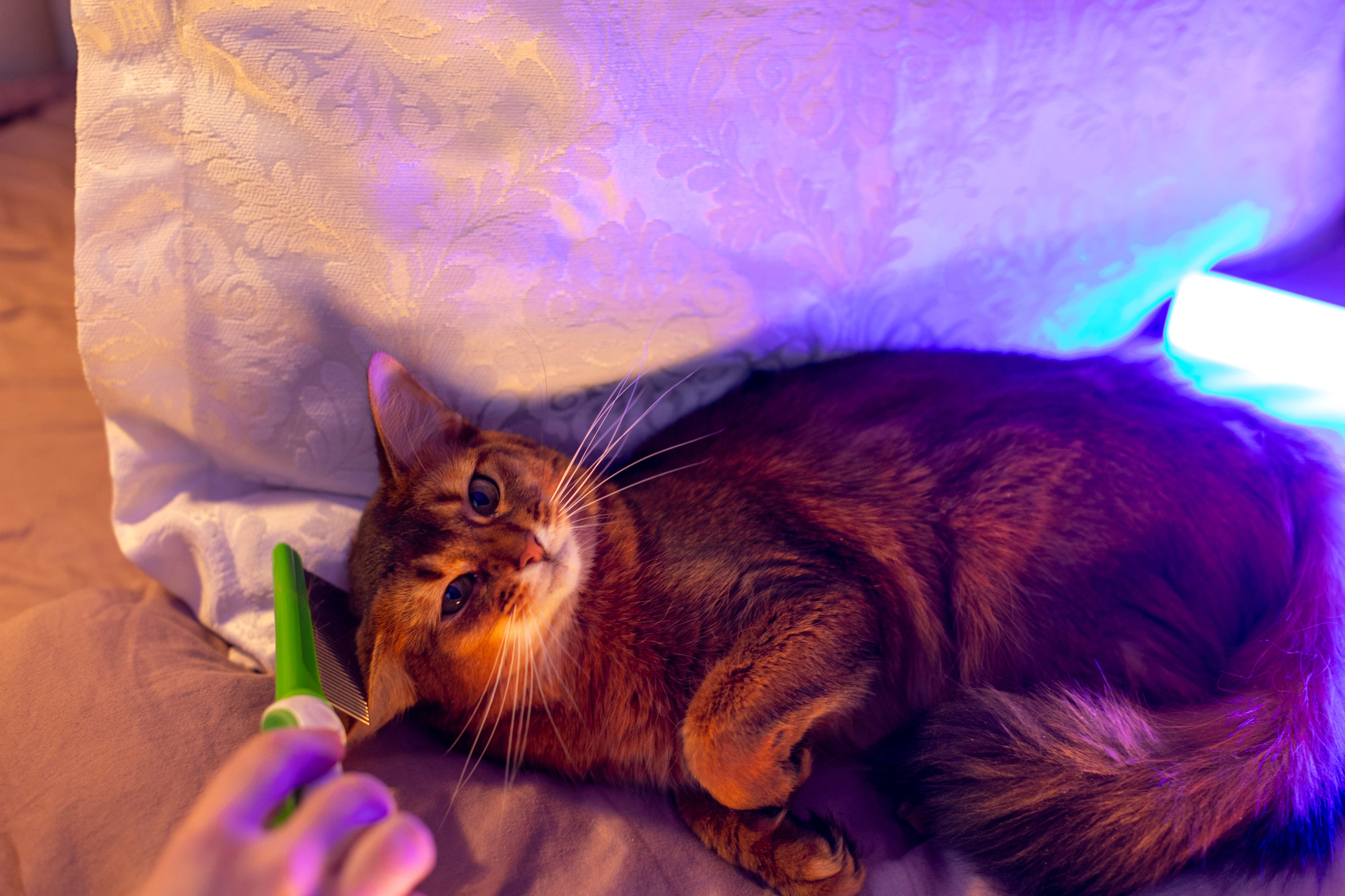 Сомали. Art my Pho