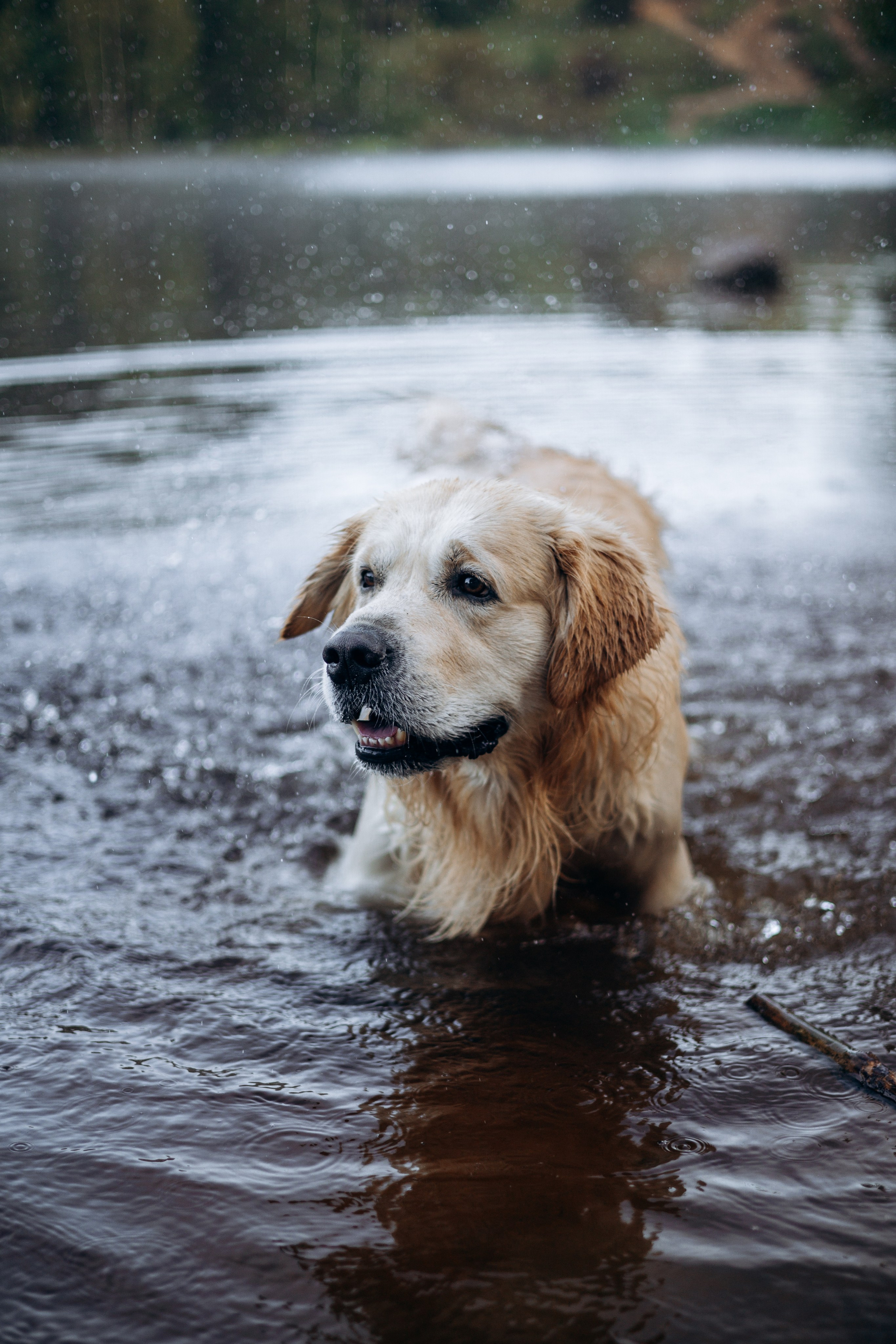 Лёва и его семья. Фотограф — Анималист | Санкт-Петербург