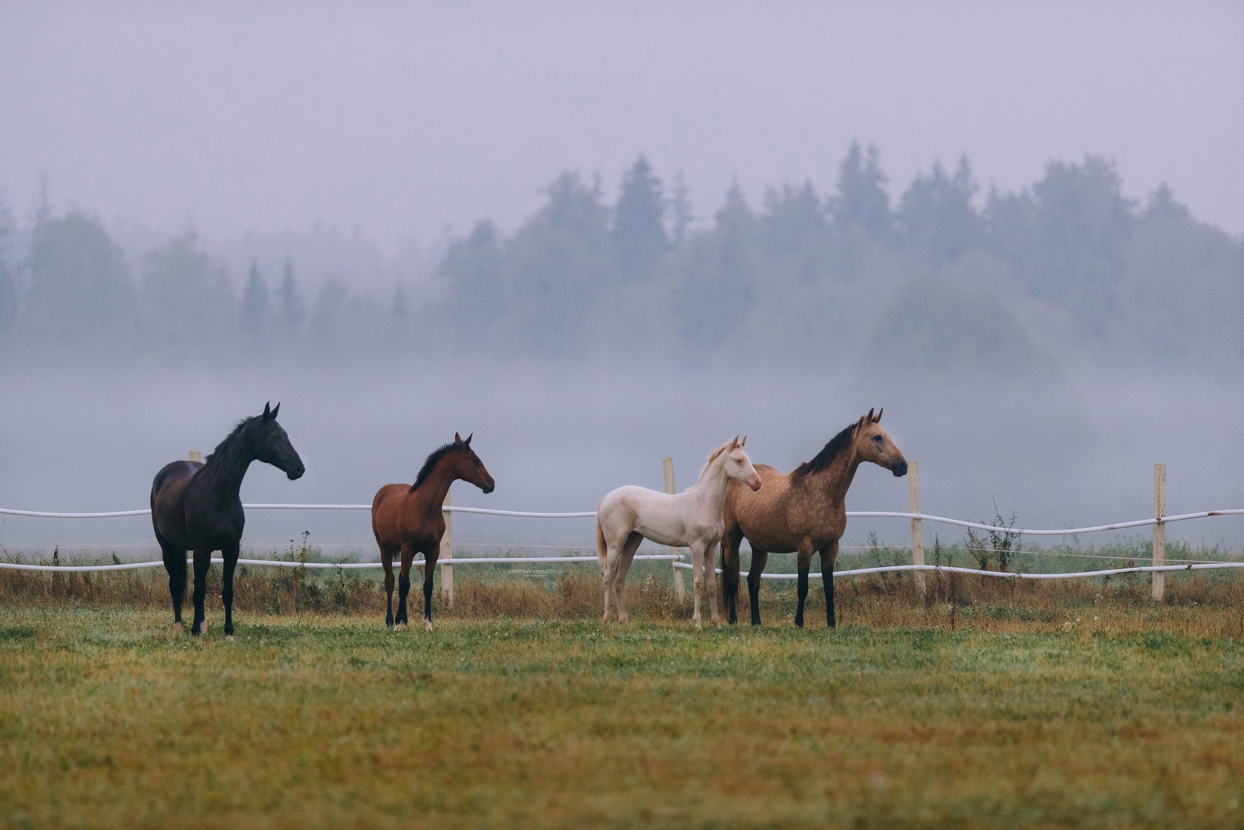 Рассвет. Фотограф-анималист Ксендзова Кристина