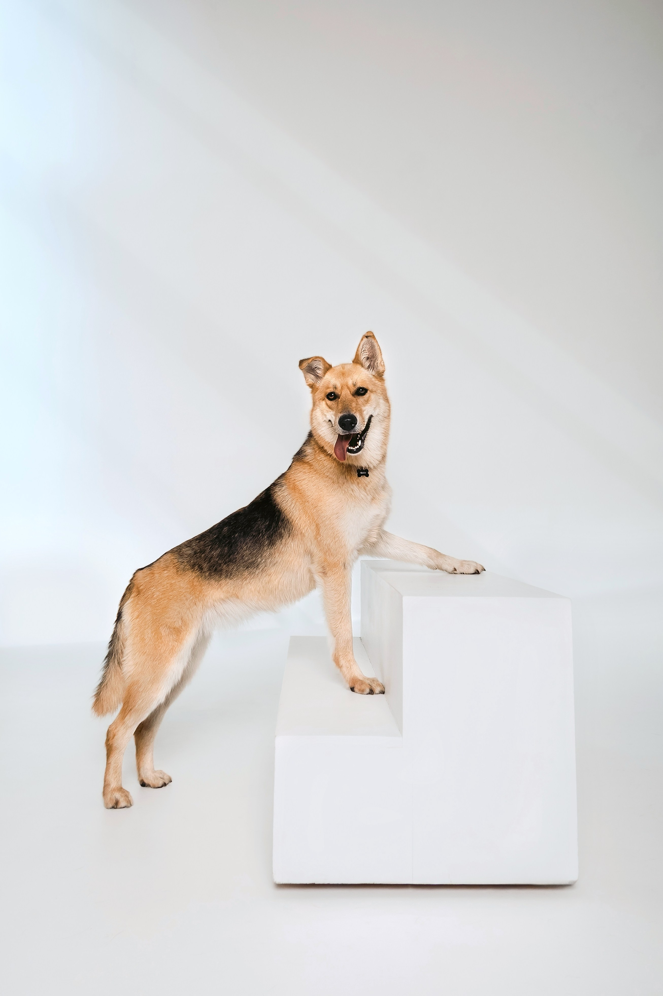 Студия лето 2025. Фотограф-анималист Татьяна Степанова