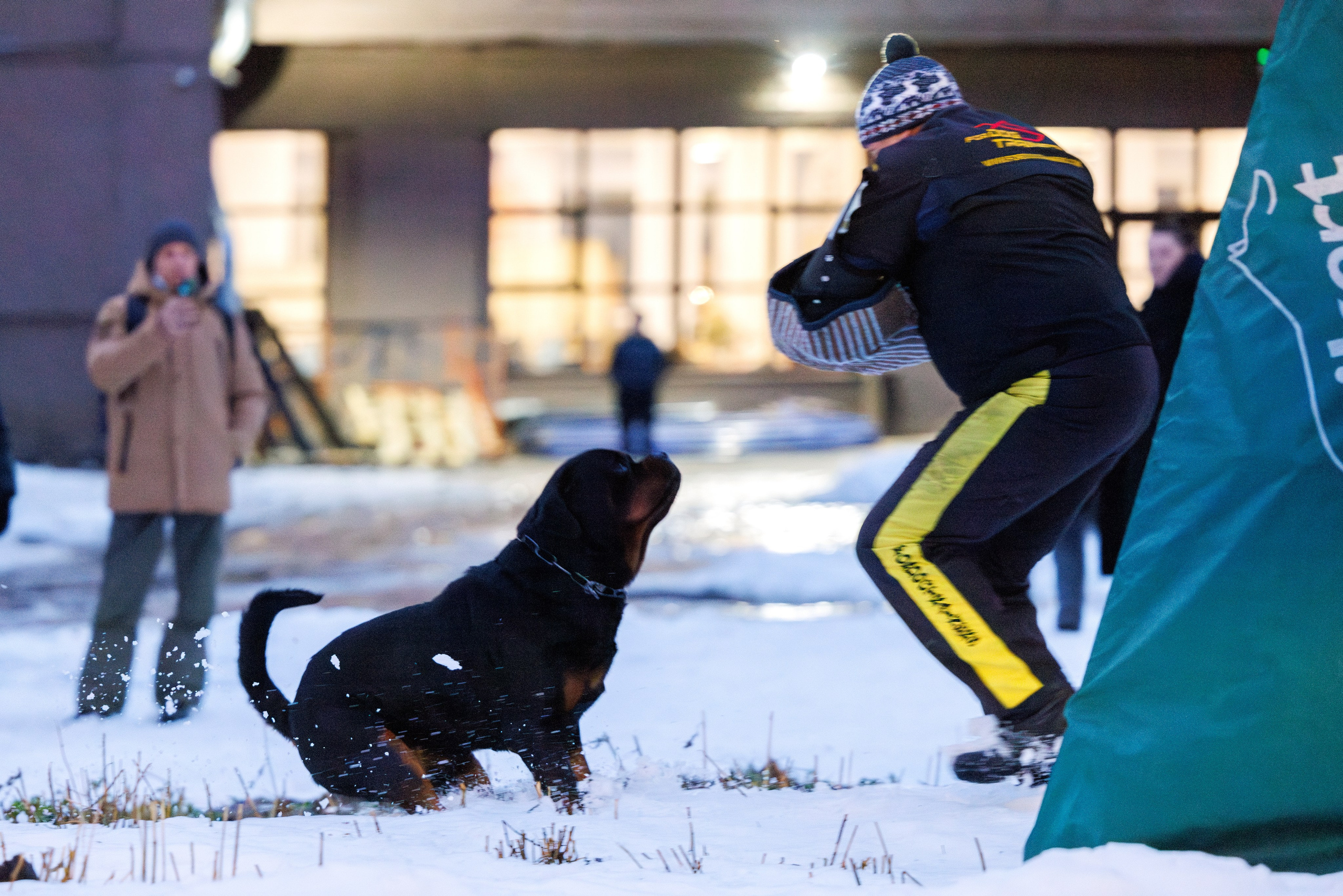 Питер ротвейлеры 18.01,Крокус 19.01.2025. Фотограф-анималист Юлия Германика