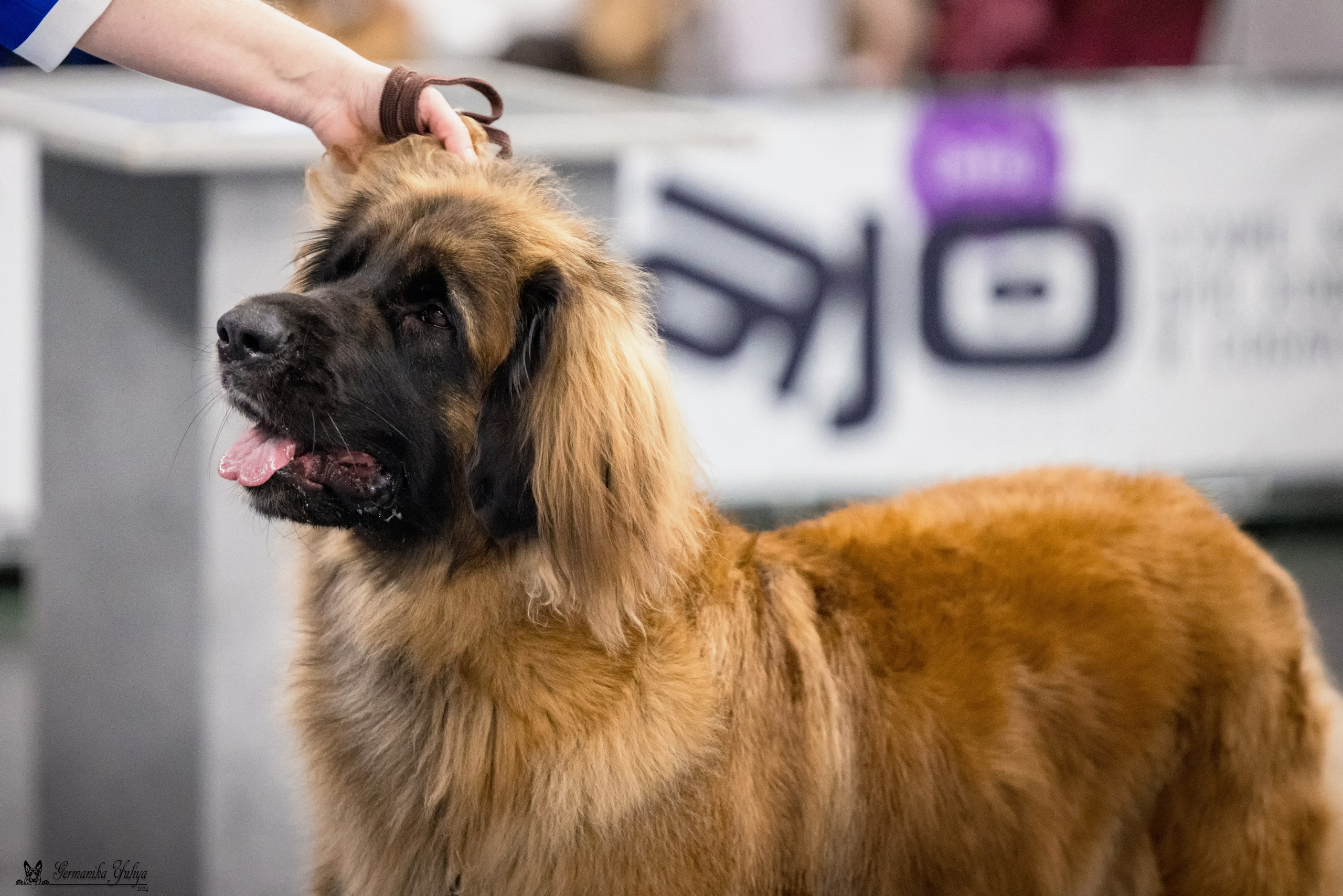 Сфера 28.01. и 4.02.2024. Фотограф-анималист Юлия Германика