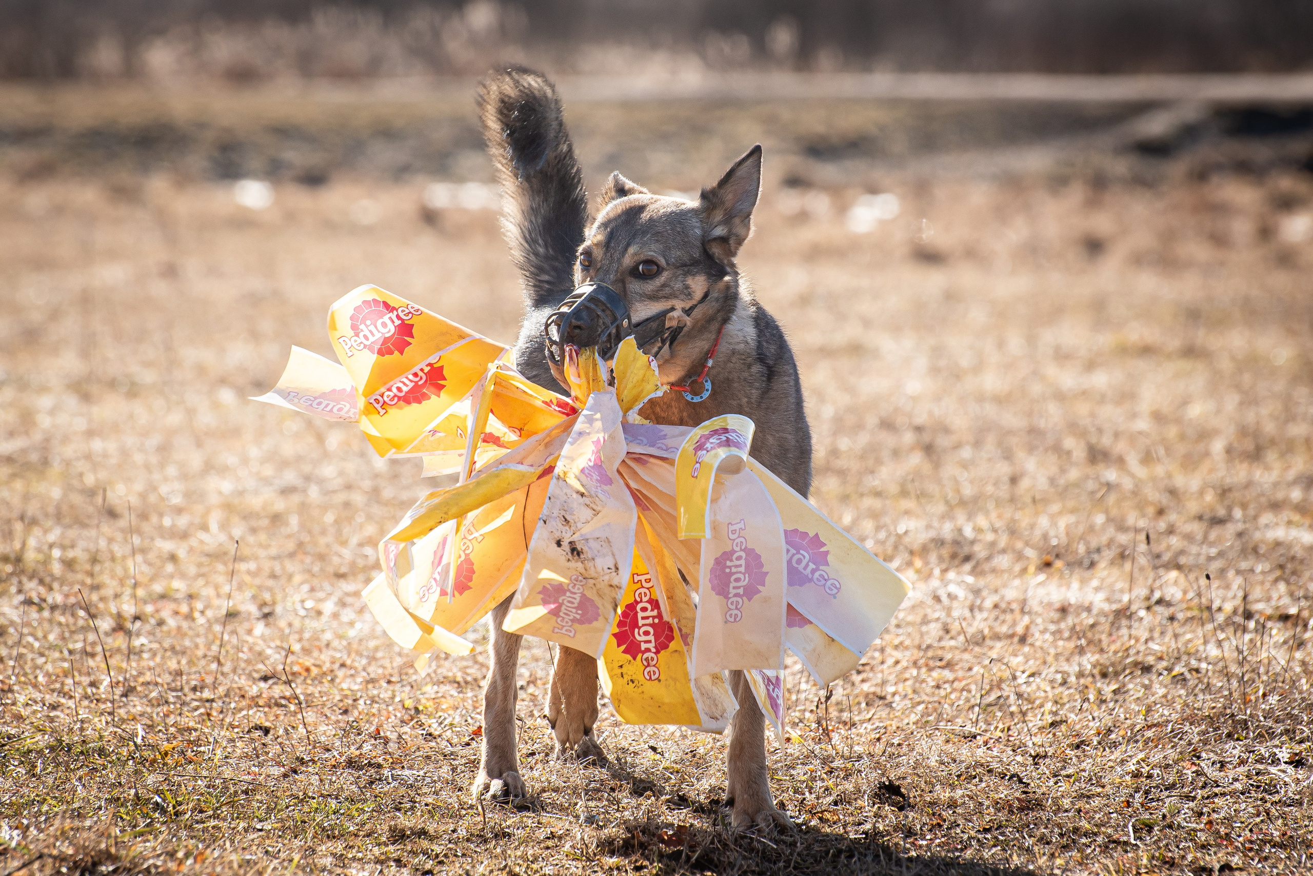 Бега за механической приманкой (Курсинг). Фотограф Макс Огурцов в Нижнем Новгороде