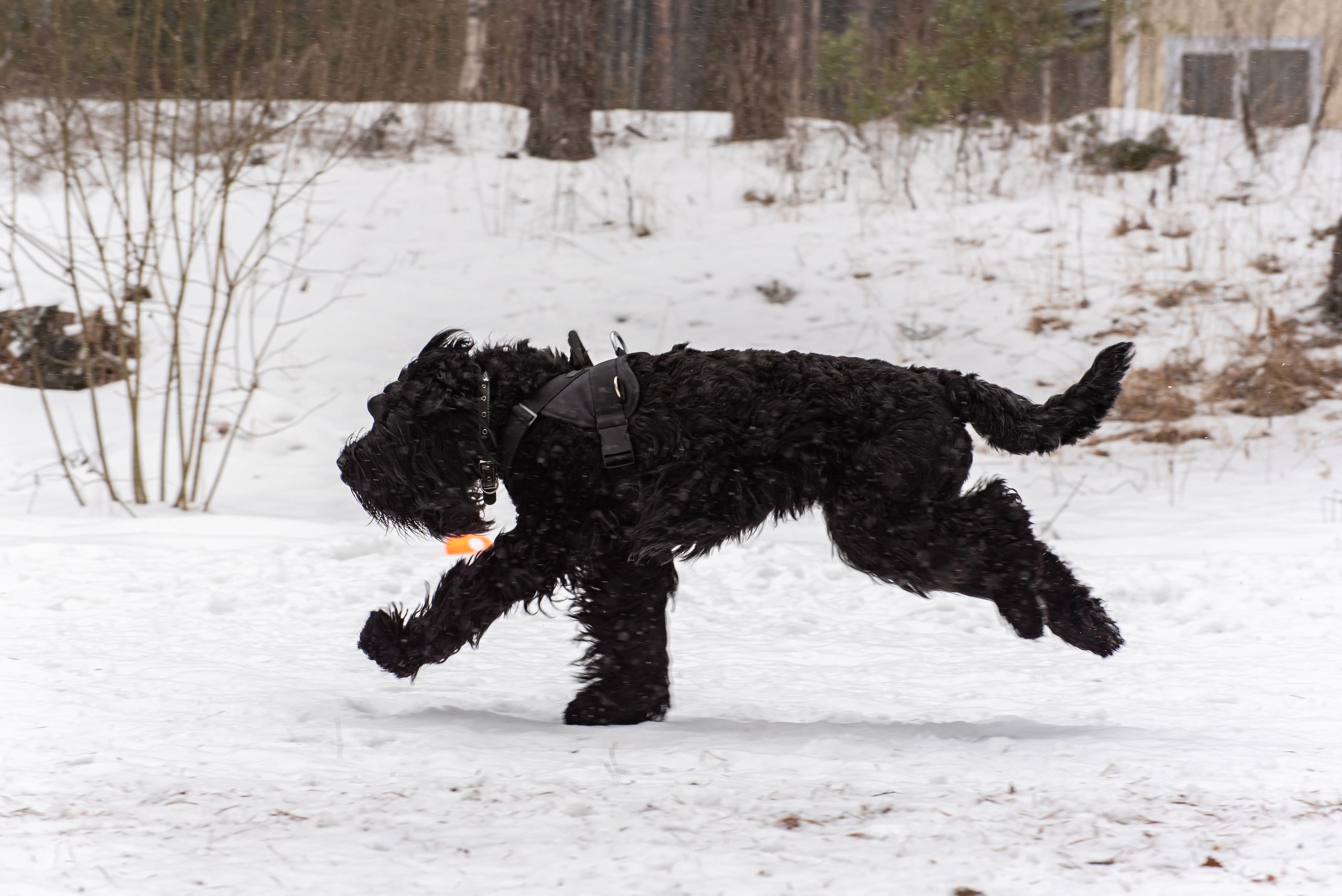 Фотосъёмка с собаками в Кинологическом лагере. Фотограф Макс Огурцов в Нижнем Новгороде