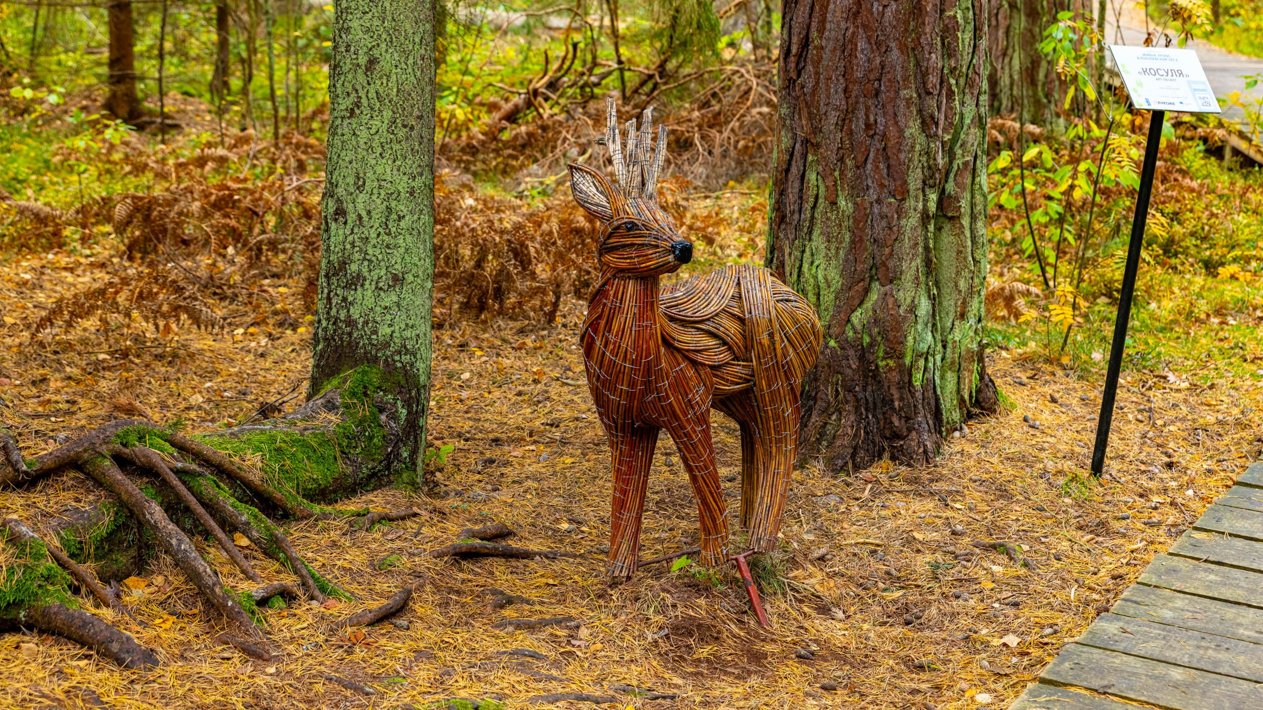 2024 10 Зеленоградск, Светлогорск, Куршская коса. Фотографии