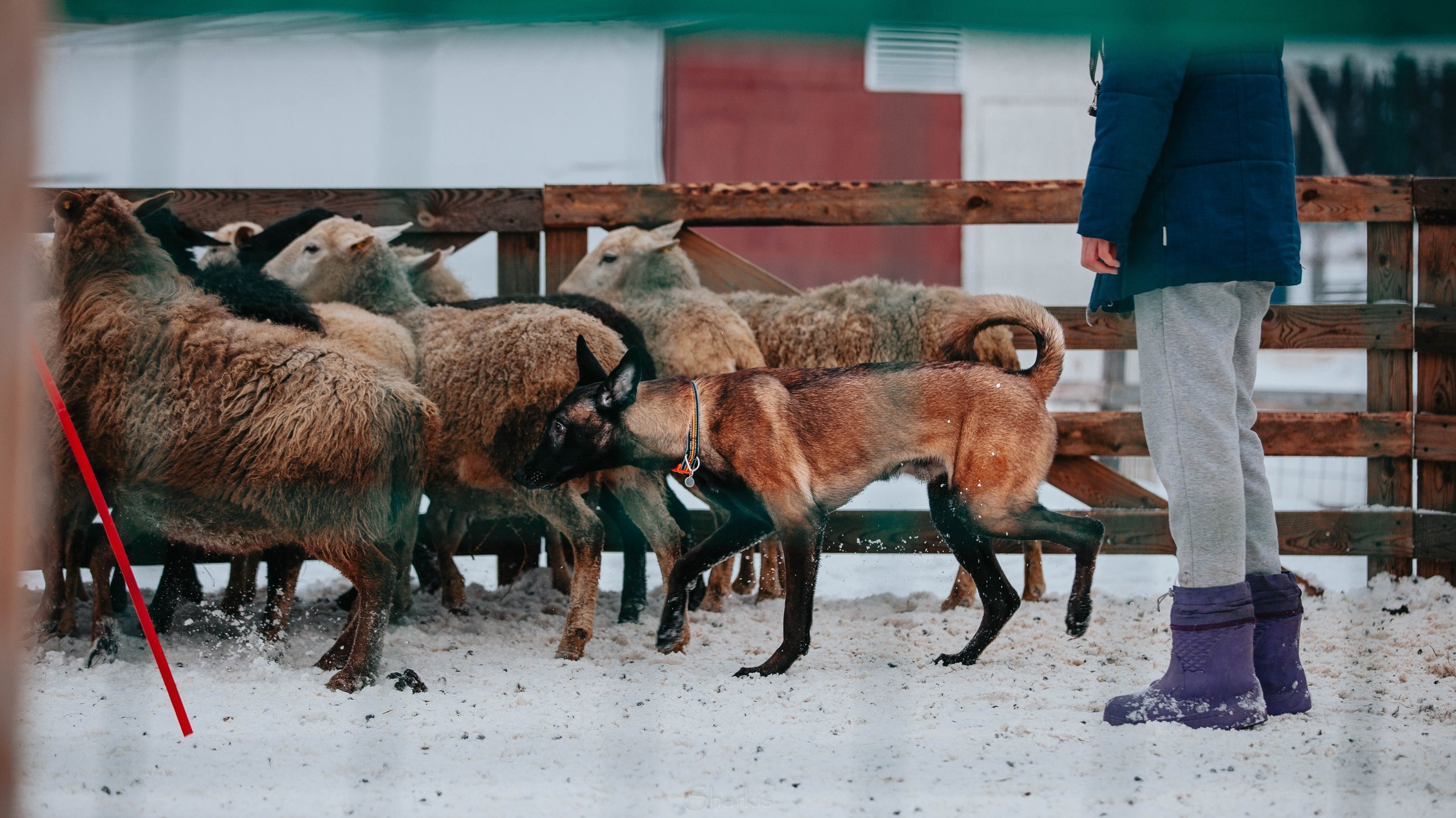 Шмель и Дрель. Фотограф Елизавета Филатова