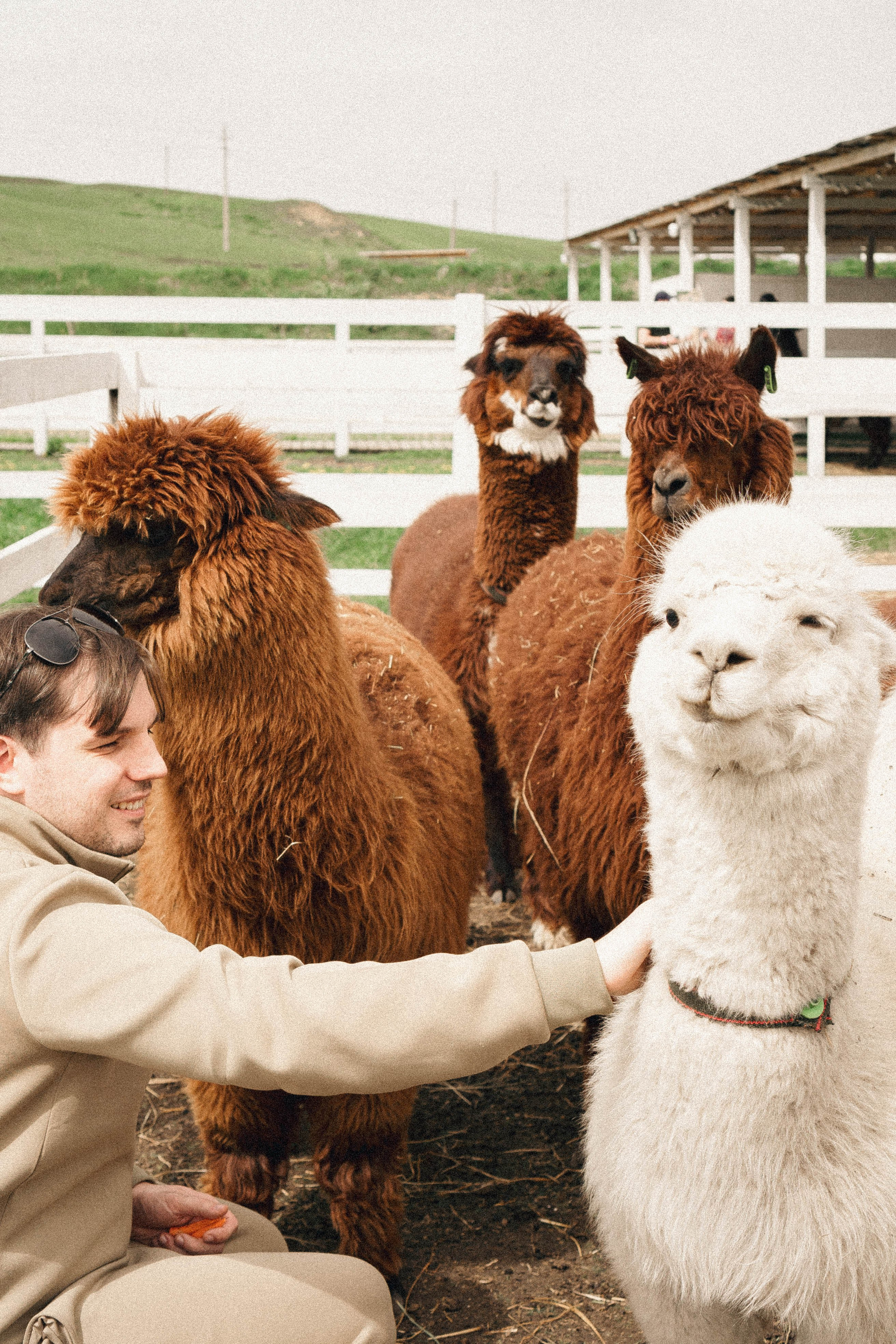 Ферма Альпак. Профессиональный фотограф, Санкт-Петербург — Виктория Богомолова