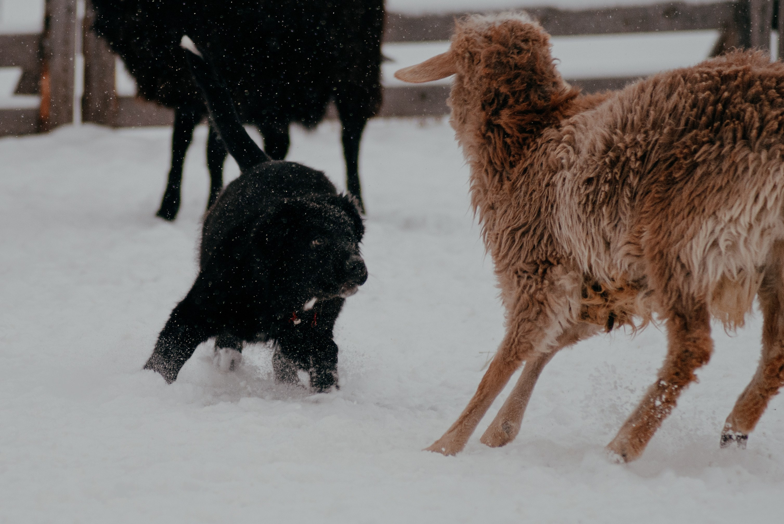 Пастьба. Фотограф в Тюмени Лизавета Сапицкая