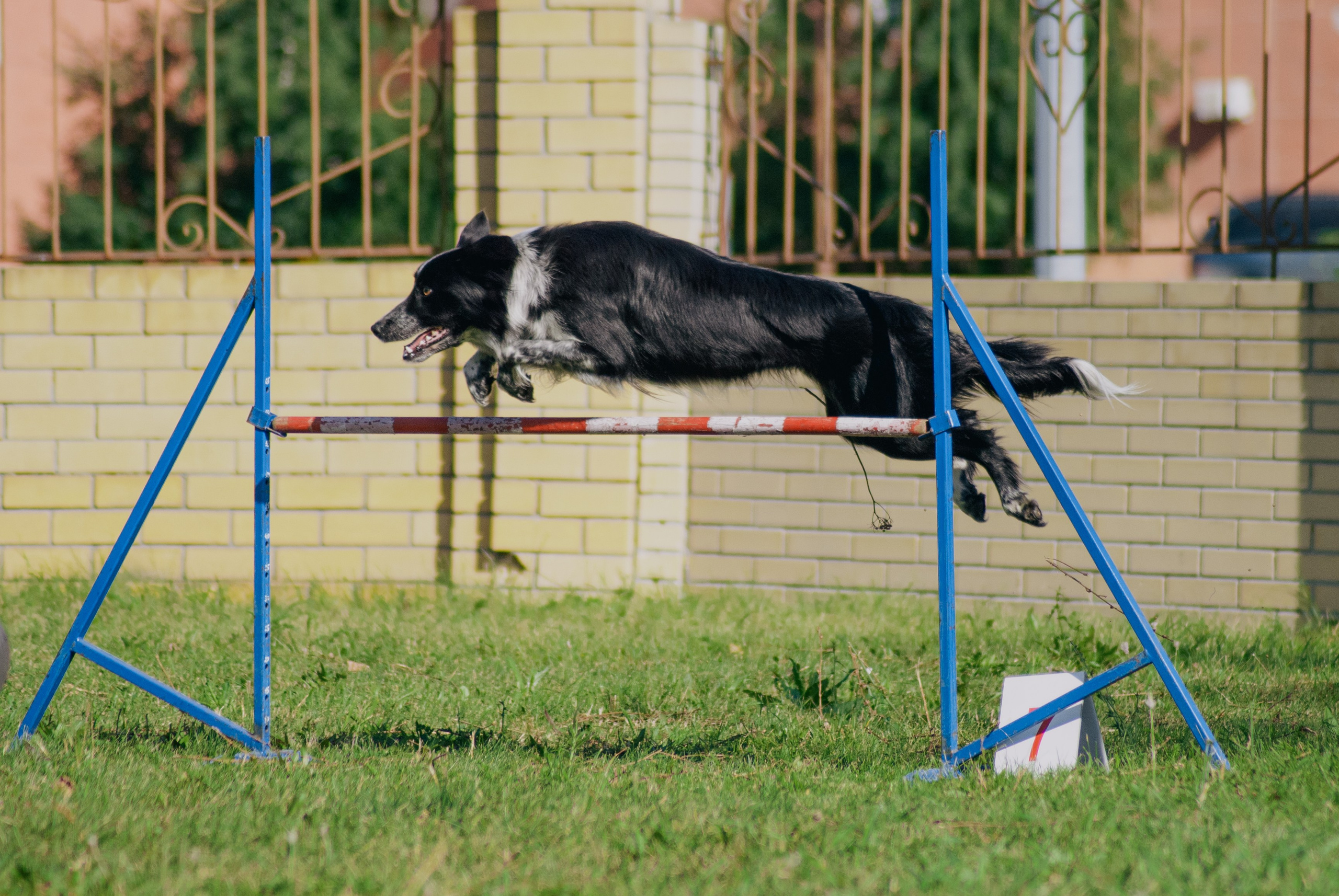 Аджилити. Фотограф в Тюмени Лизавета Сапицкая