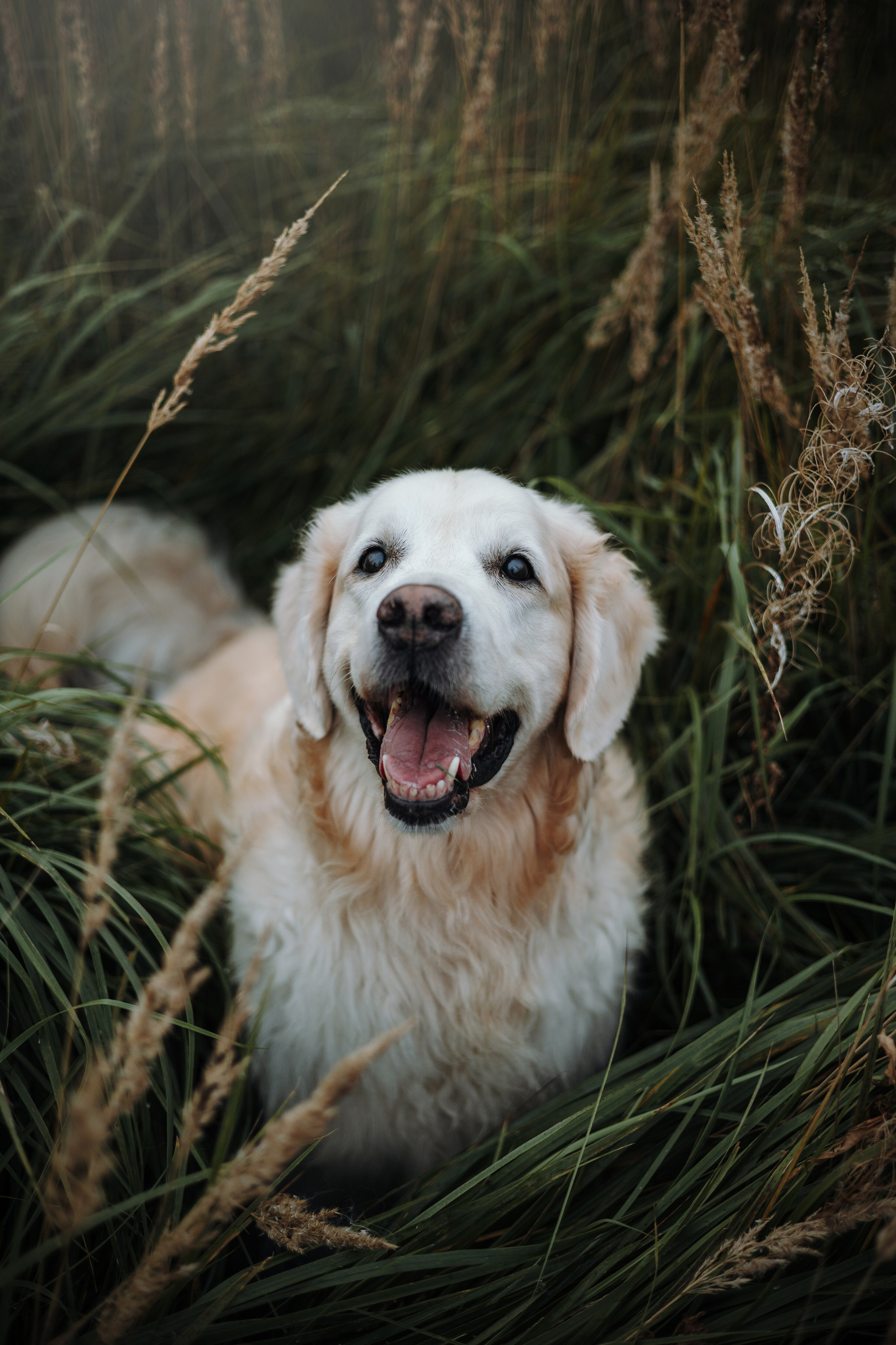 Света и Том. Фотограф — Анималист | Санкт-Петербург
