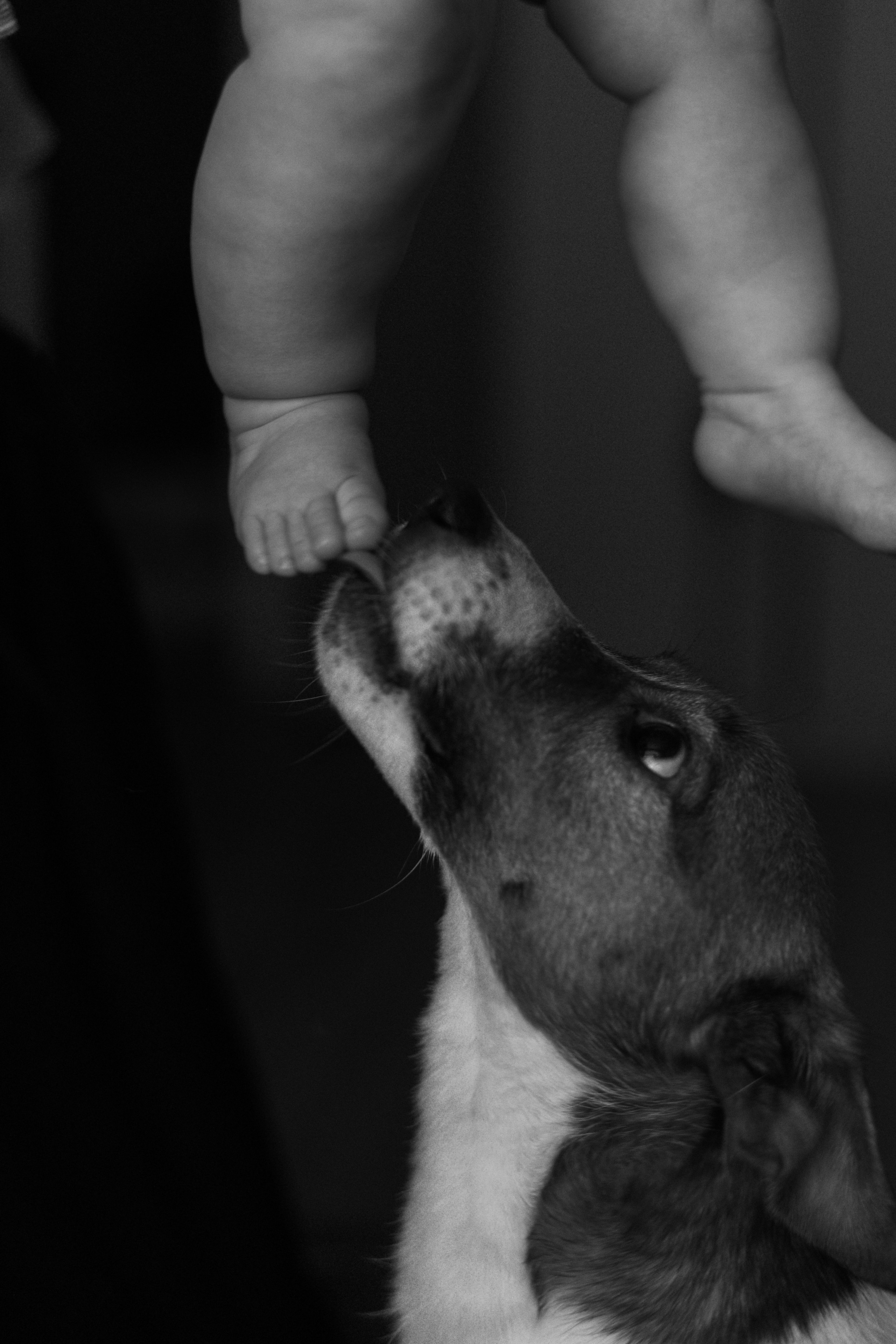 Джой и его семья. Фотограф — Анималист | Санкт-Петербург