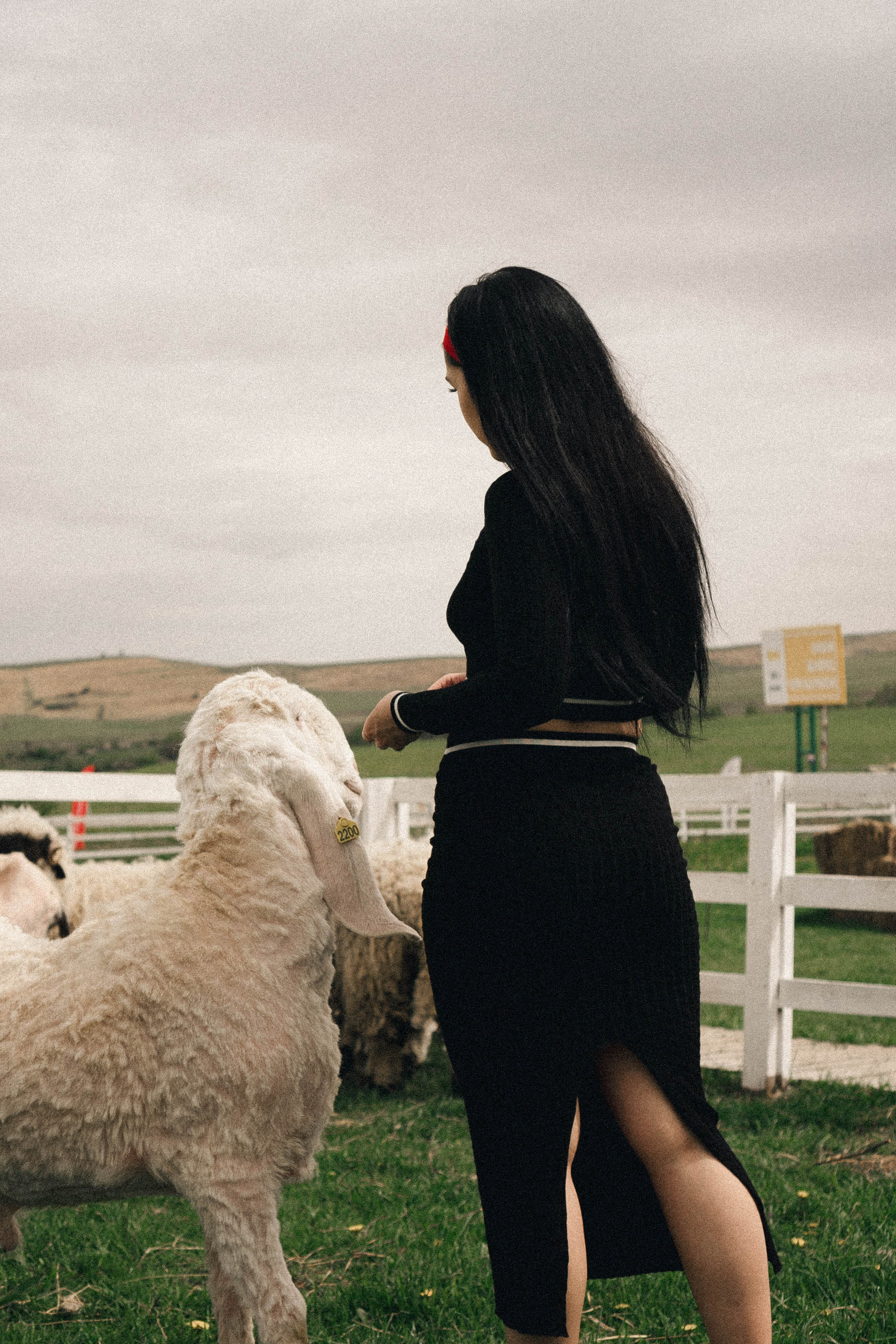 Ферма Альпак. Профессиональный фотограф, Санкт-Петербург — Виктория Богомолова