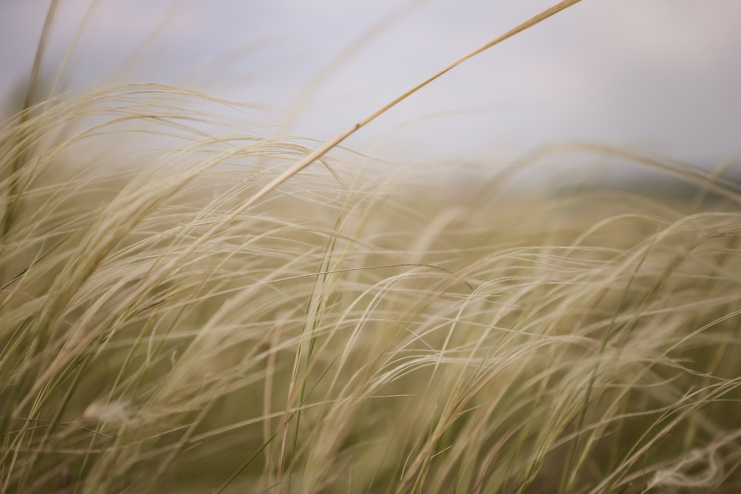 Дон. Фотограф Алексей Шуля — портфолио