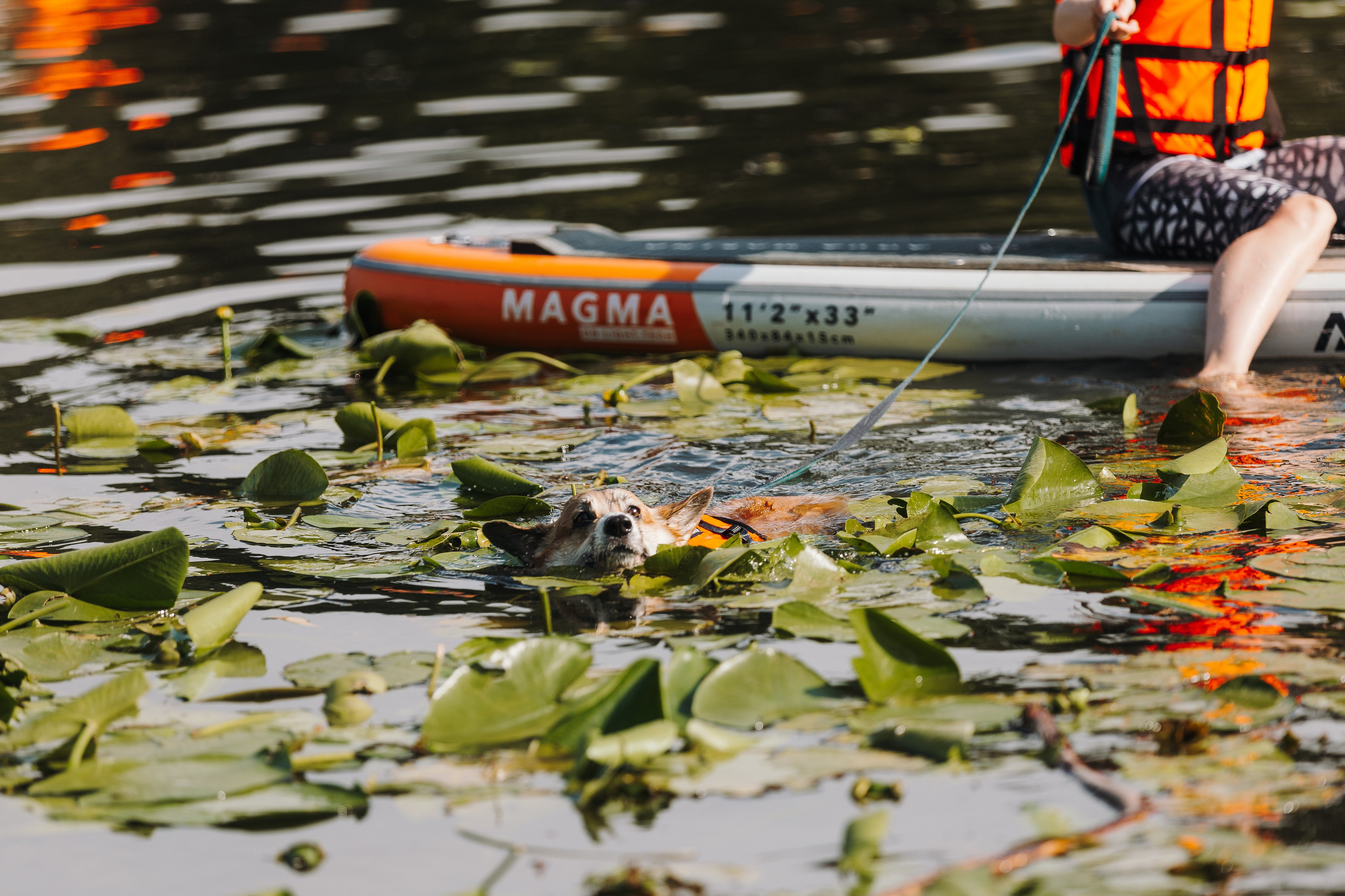 Petshop Sup day. Фотограф анималист Кристина Карпова, Москва