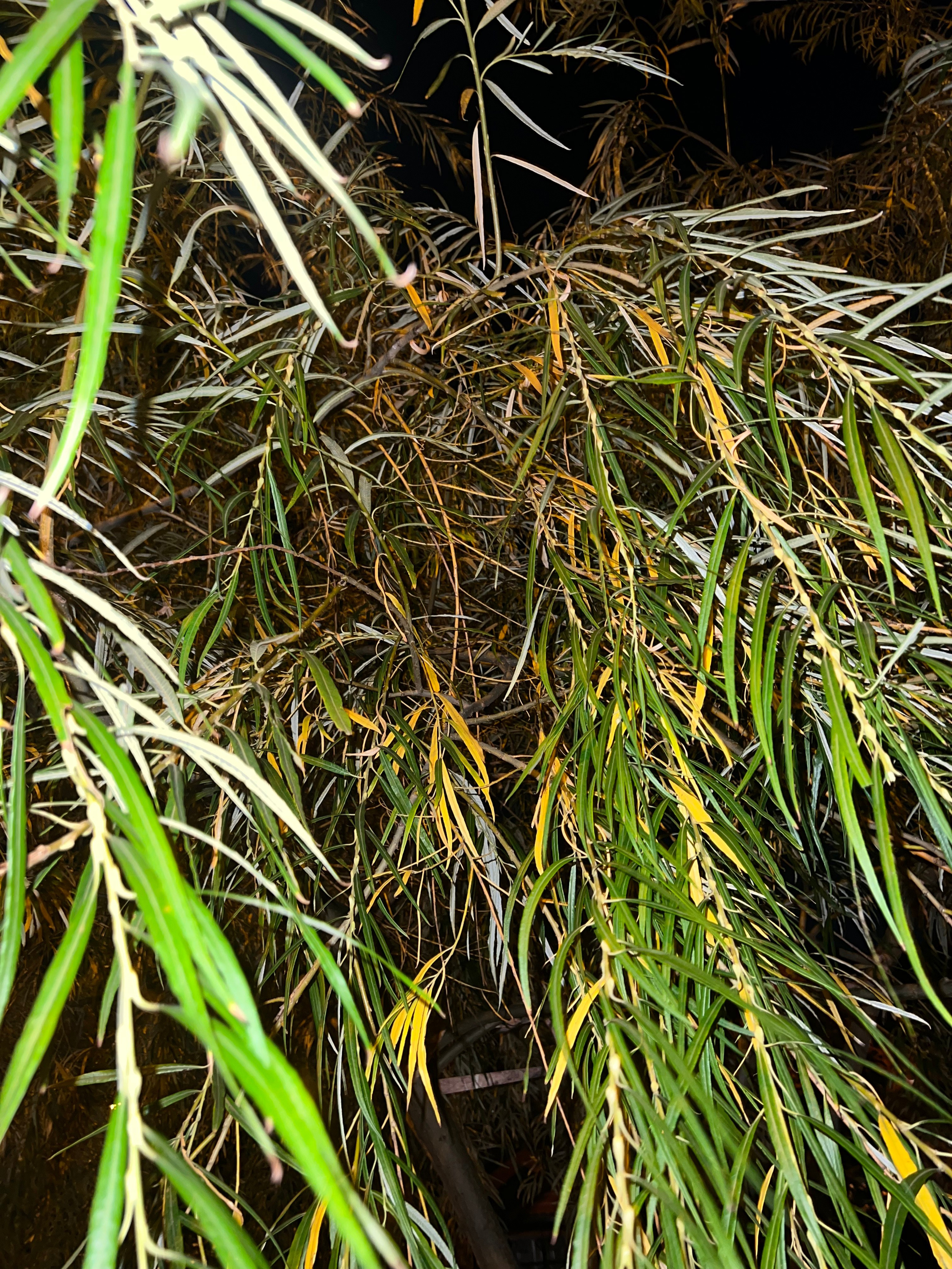 Цветы ночи. Анна Хвалина