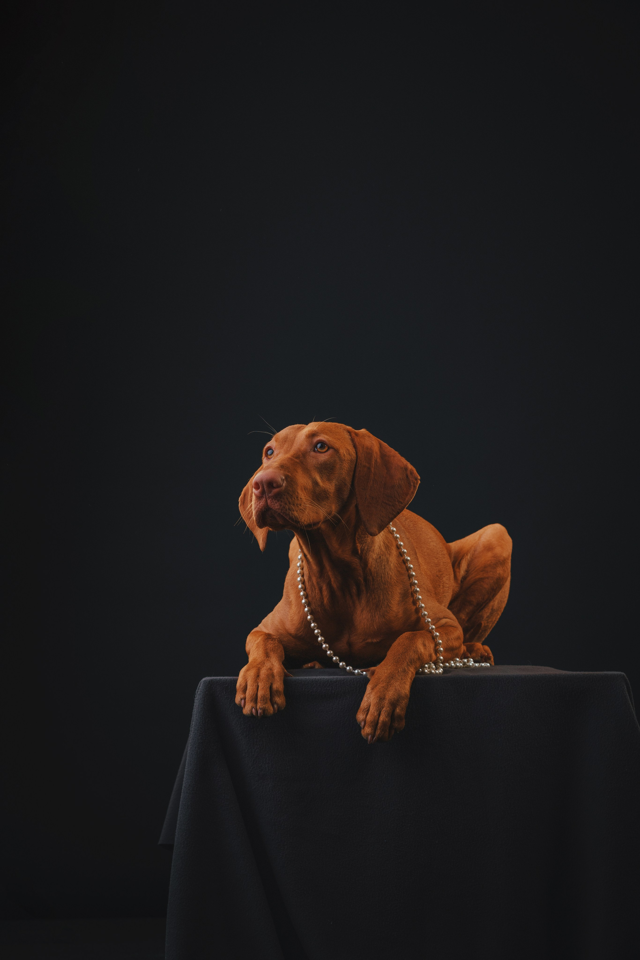 Выжла Гая. Фотограф анималист Осипчикова Мария