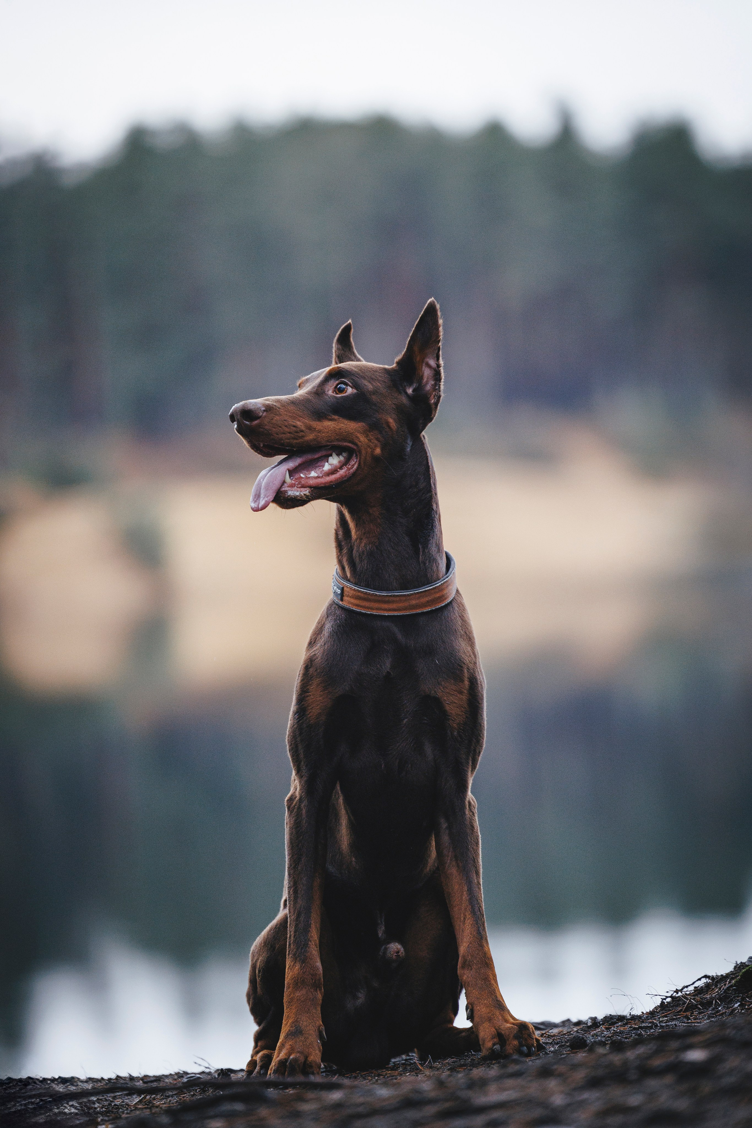 Омен, Айс и Рицу. Фотограф-анималист Анна Маринич