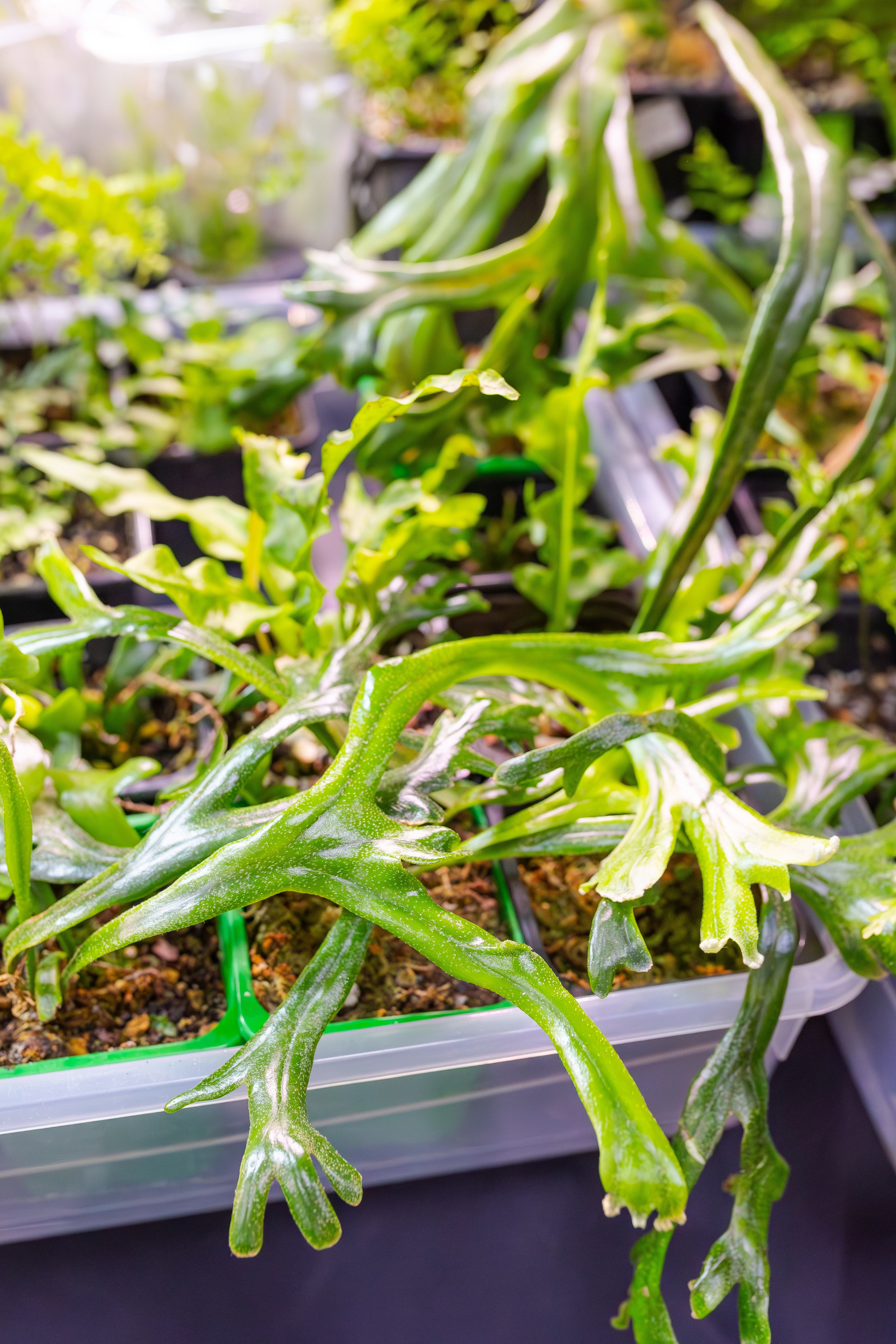 Орхидиум сентябрь 2025. Александра Куликова фотограф, Москва