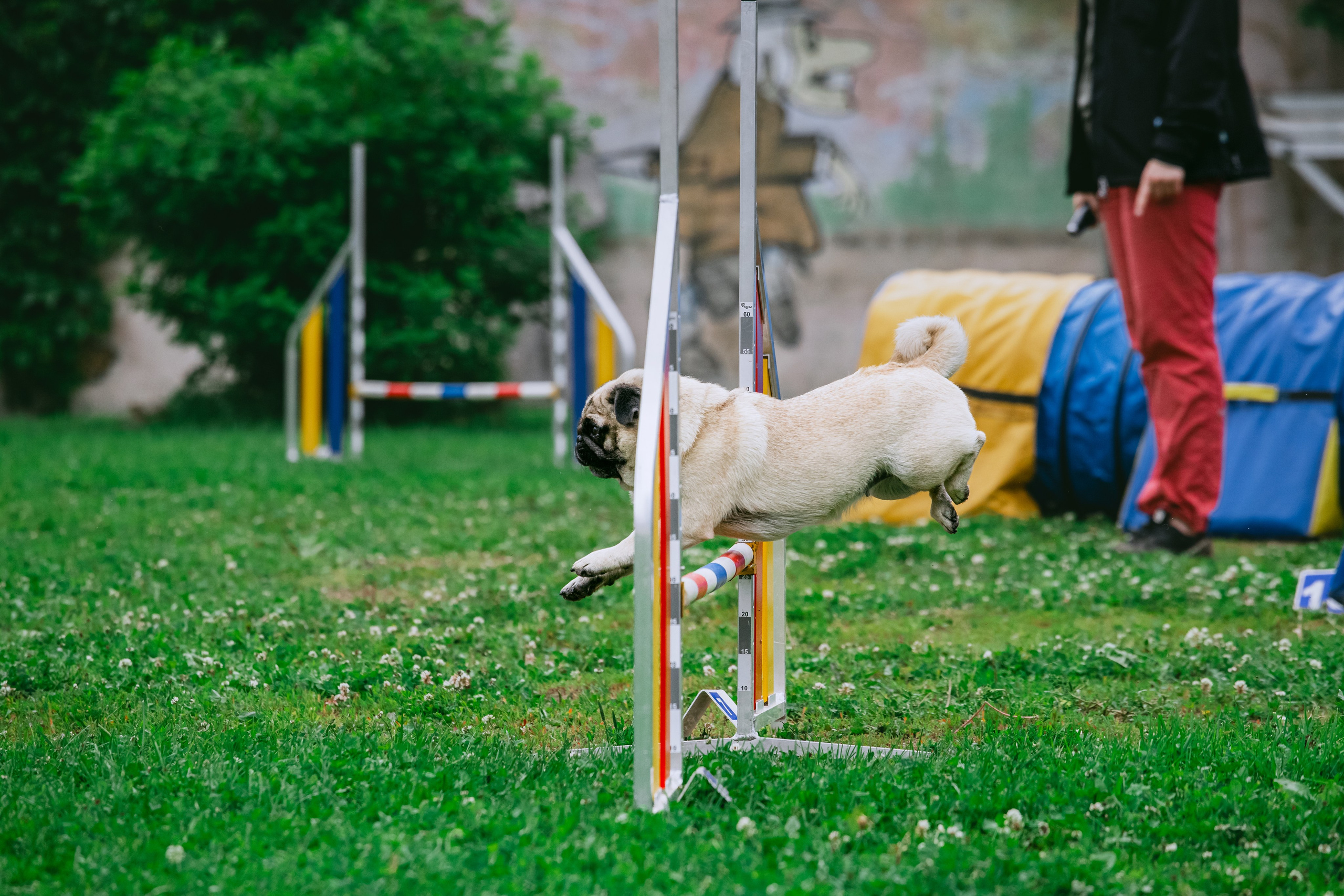 Соревнования по аджилити Долгопрудный 30.06.2025. Фотограф-анималист Татьяна Степанова