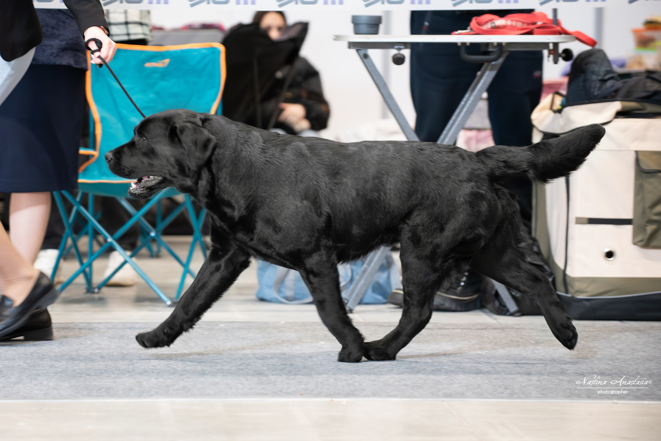 Выставки. Фотограф — Анималист