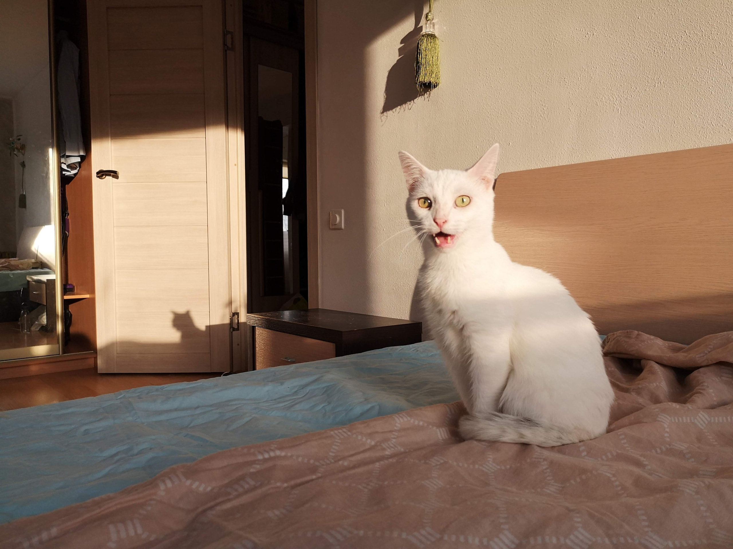 ЖИВОТНЫЕ. Misha Light ✨ Photography