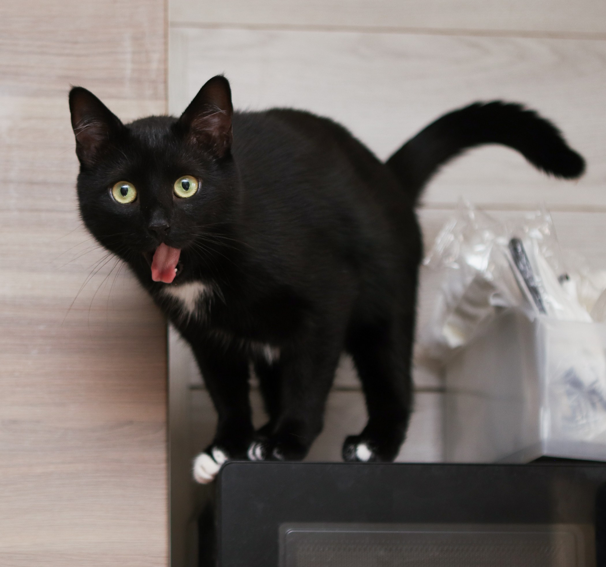 Кошки. Фотограф-анималист Полина Колкова | Москва