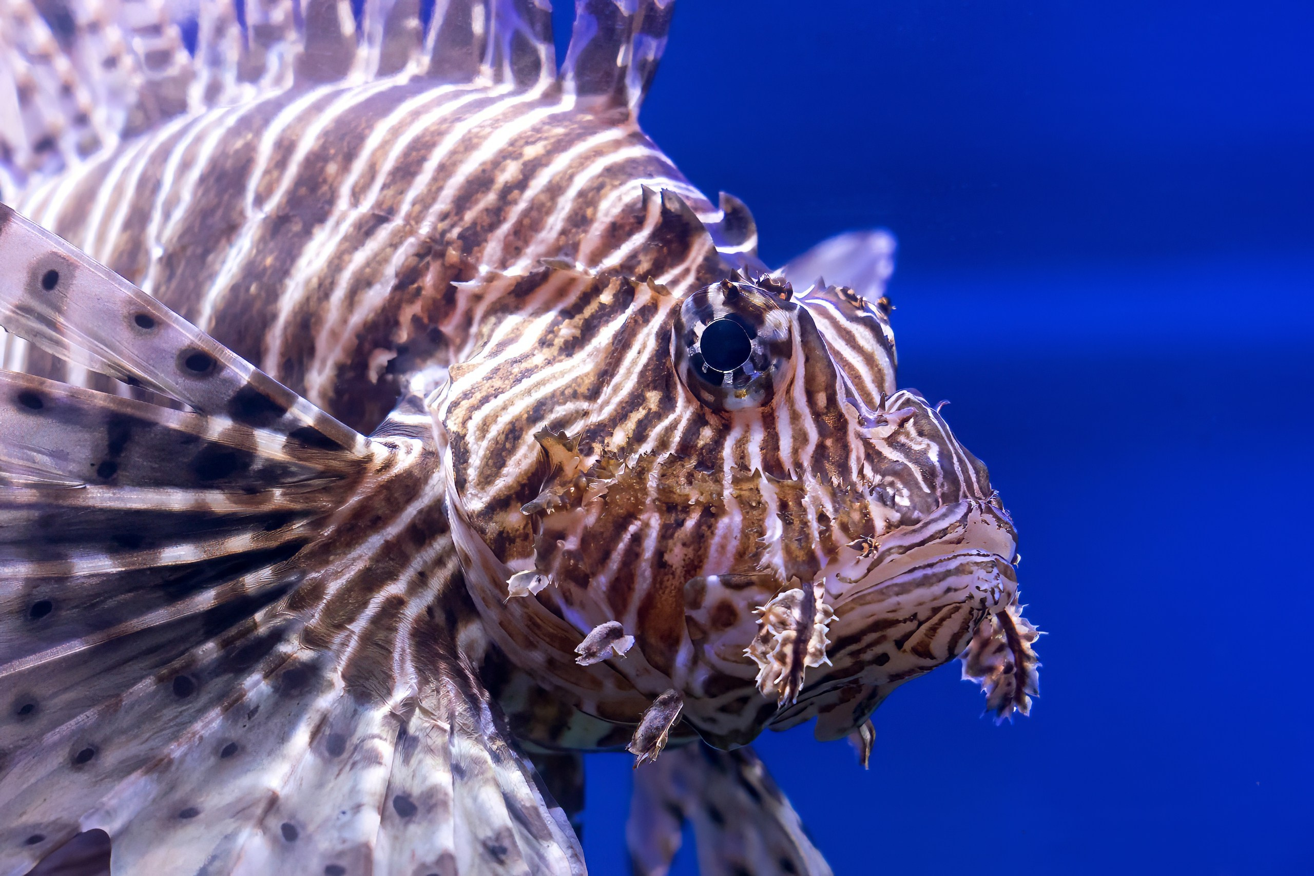 Зоопарк. Photomantis