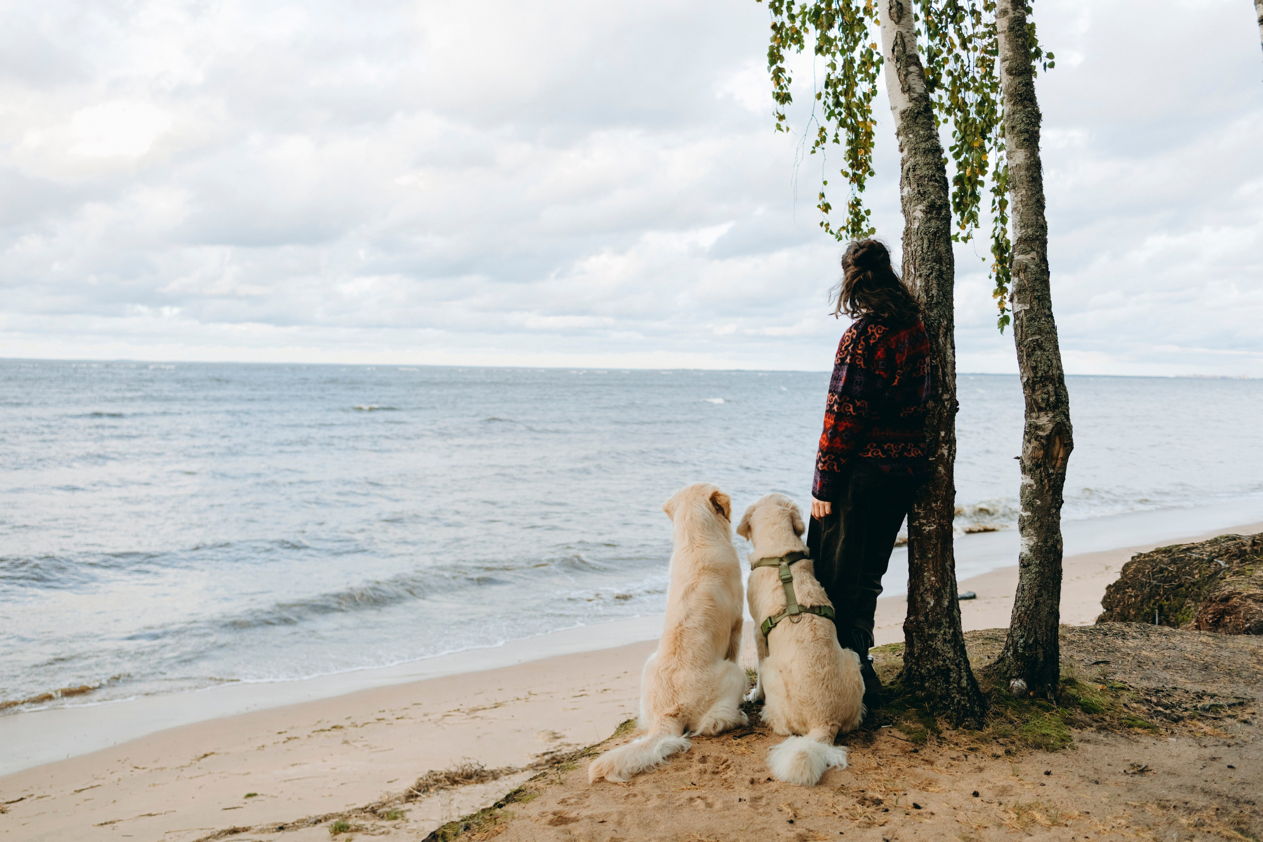 Прогулка Насти с Арчи и Арагоном. Фотограф-анималист в Санкт-Петеребурге Титова Алиса