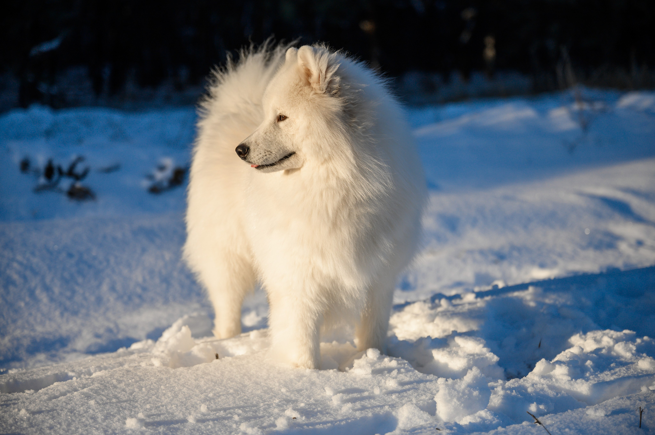 Самоед Тайфун. Bazarkom-photo.ru Фотограф Виктор Оськин в Старом Осколе