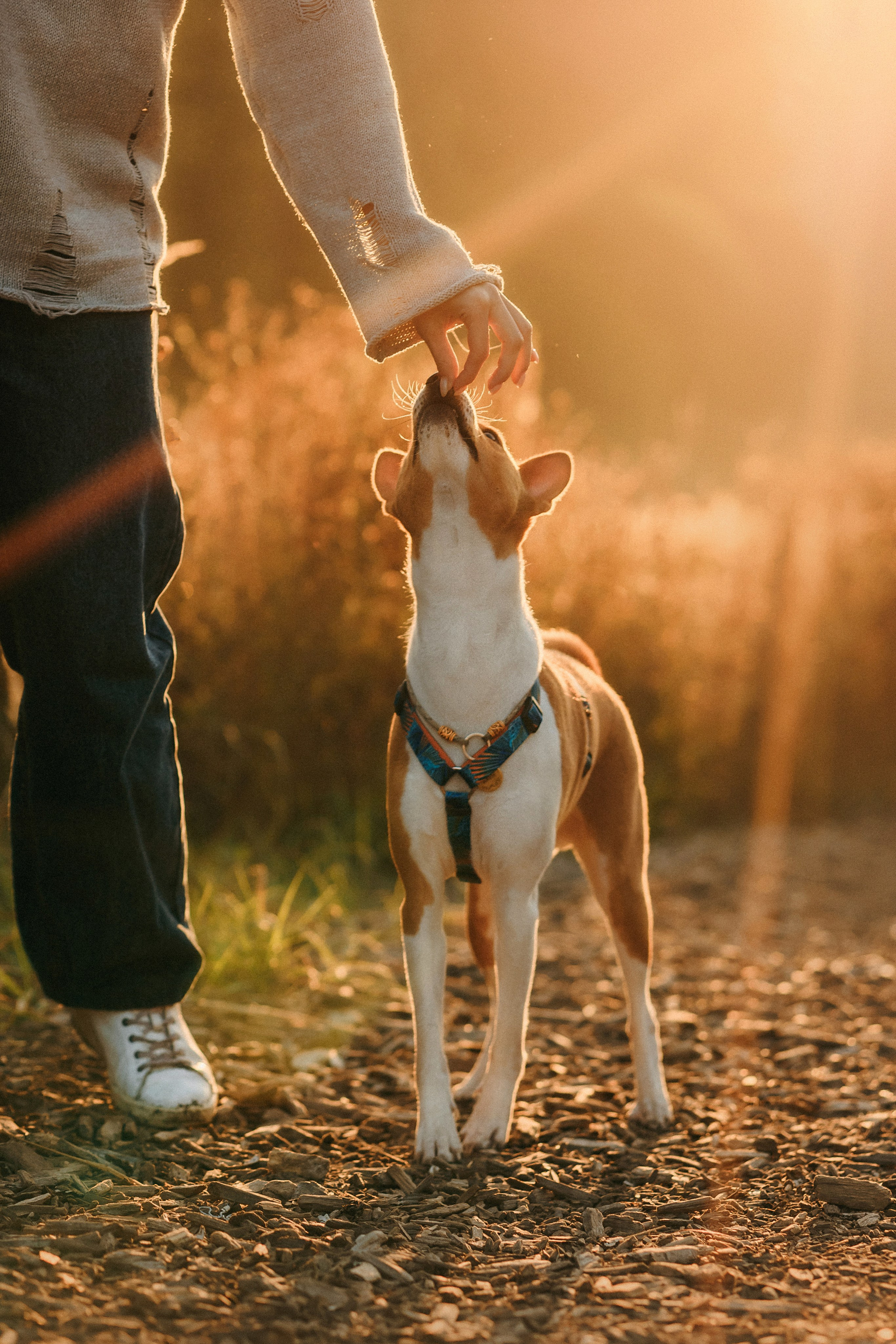 Лена и Джин. Фотограф-анималист Елена Радченко, Москва