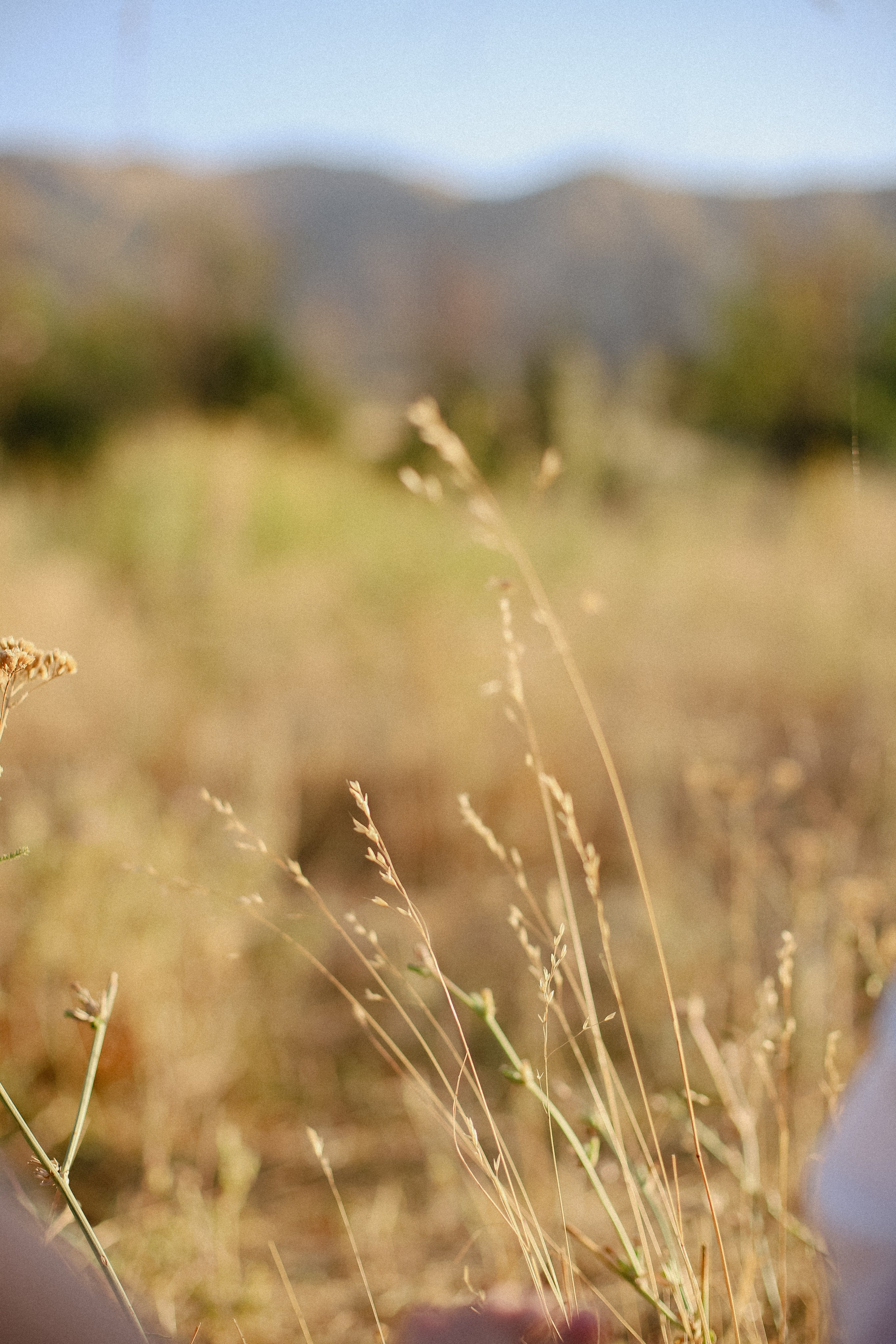 На закате. Фотограф в Алматы и Москве Даша Пушкина