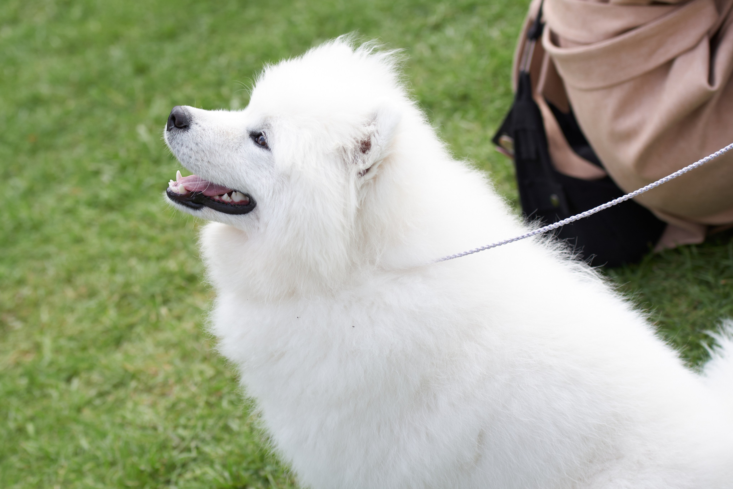 ДЕНЬ МАЛЕНЬКОГО НЕФТЯНИКА 2024 РН-ВАНКОР. Фотограф Москва Concerts photo / Fashion photо