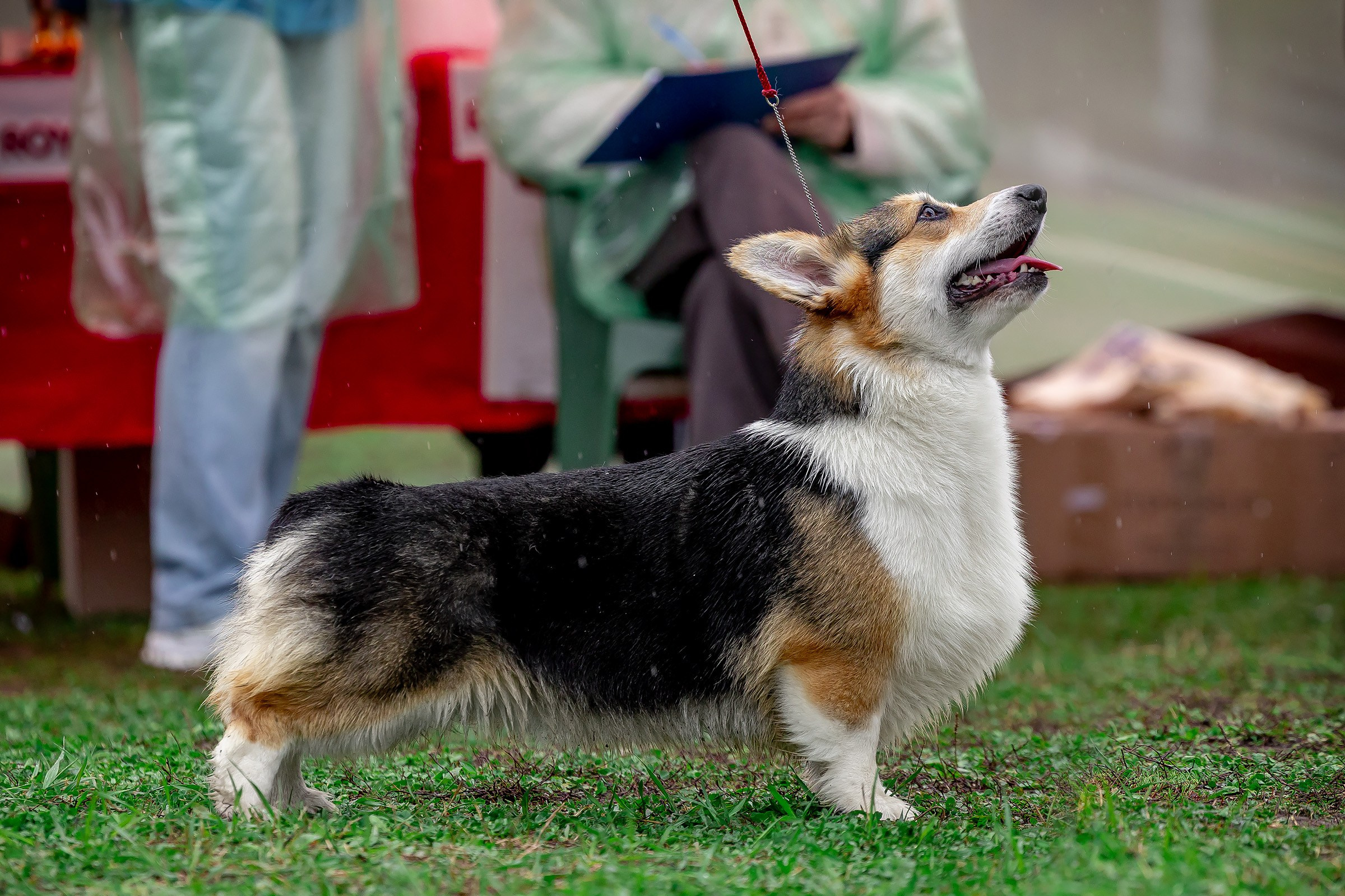 11 мая 2025, Выставка РКФ, г. Пермь. Htykk_photo