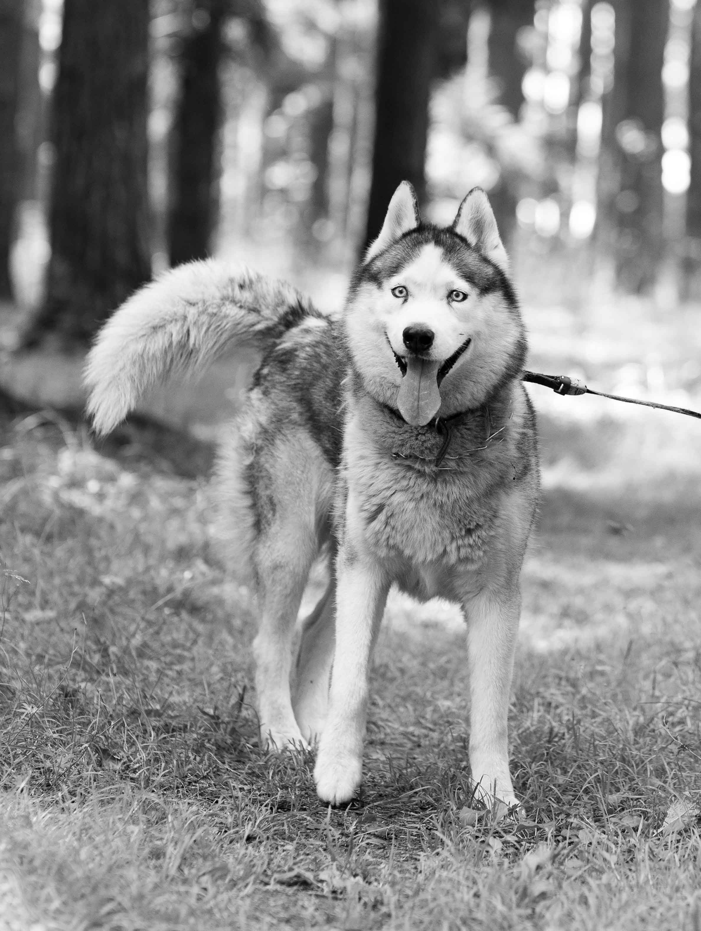 Люба и Гермес. Фотосессия в лесу. Портретный фотограф Екатерина Лысенко, Москва
