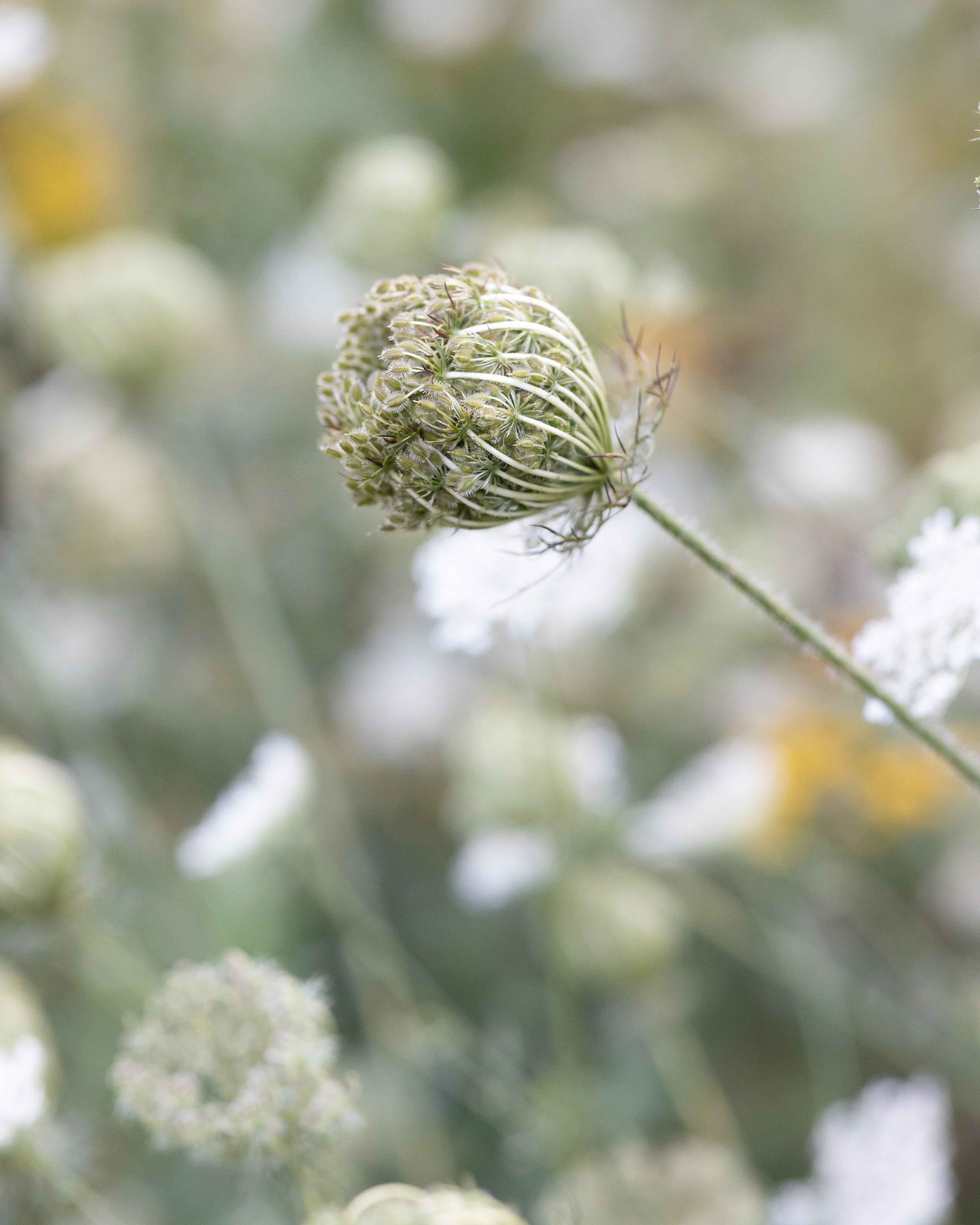 Фотопрогулка в поле. Портретный фотограф Екатерина Лысенко, Москва
