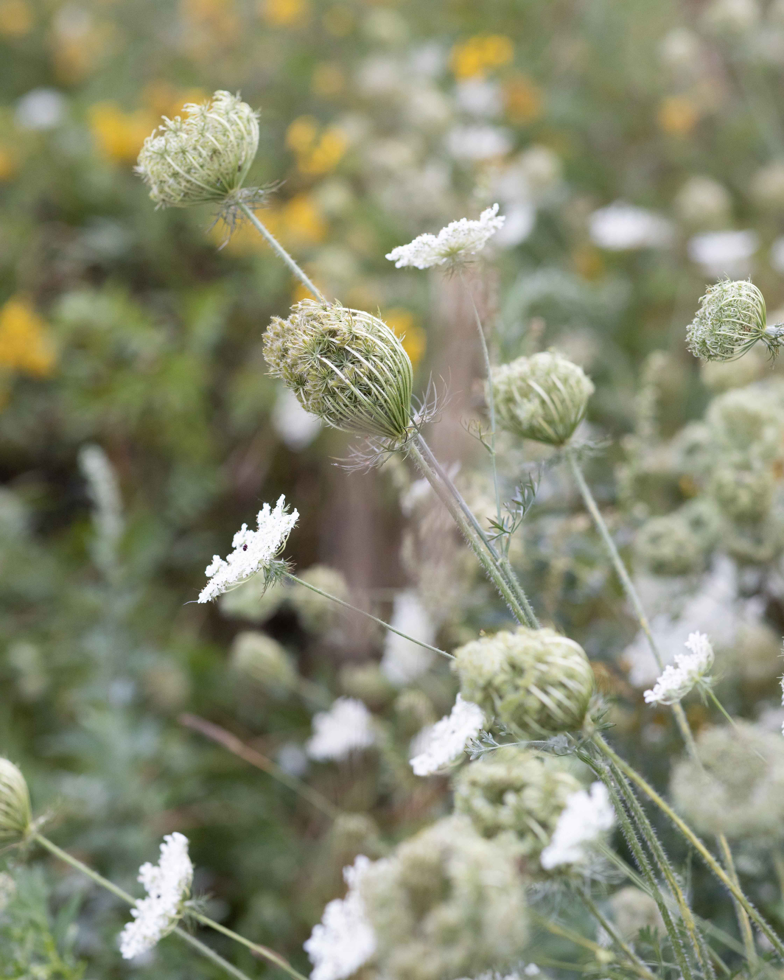 Фотопрогулка в поле. Портретный фотограф Екатерина Лысенко, Москва