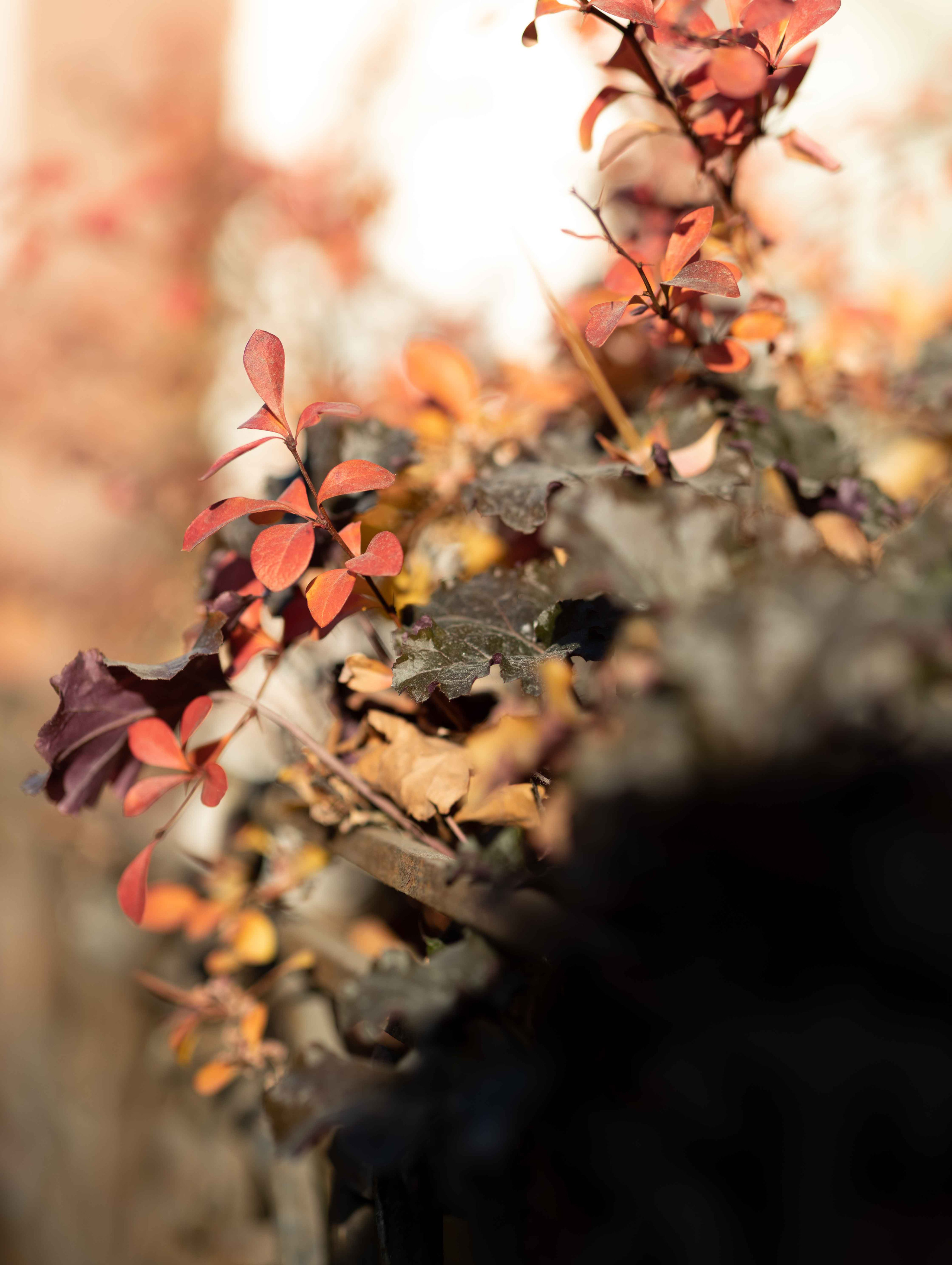 Устиния. Осенняя фотопрогулка по центру города. Портретный фотограф Екатерина Лысенко, Москва