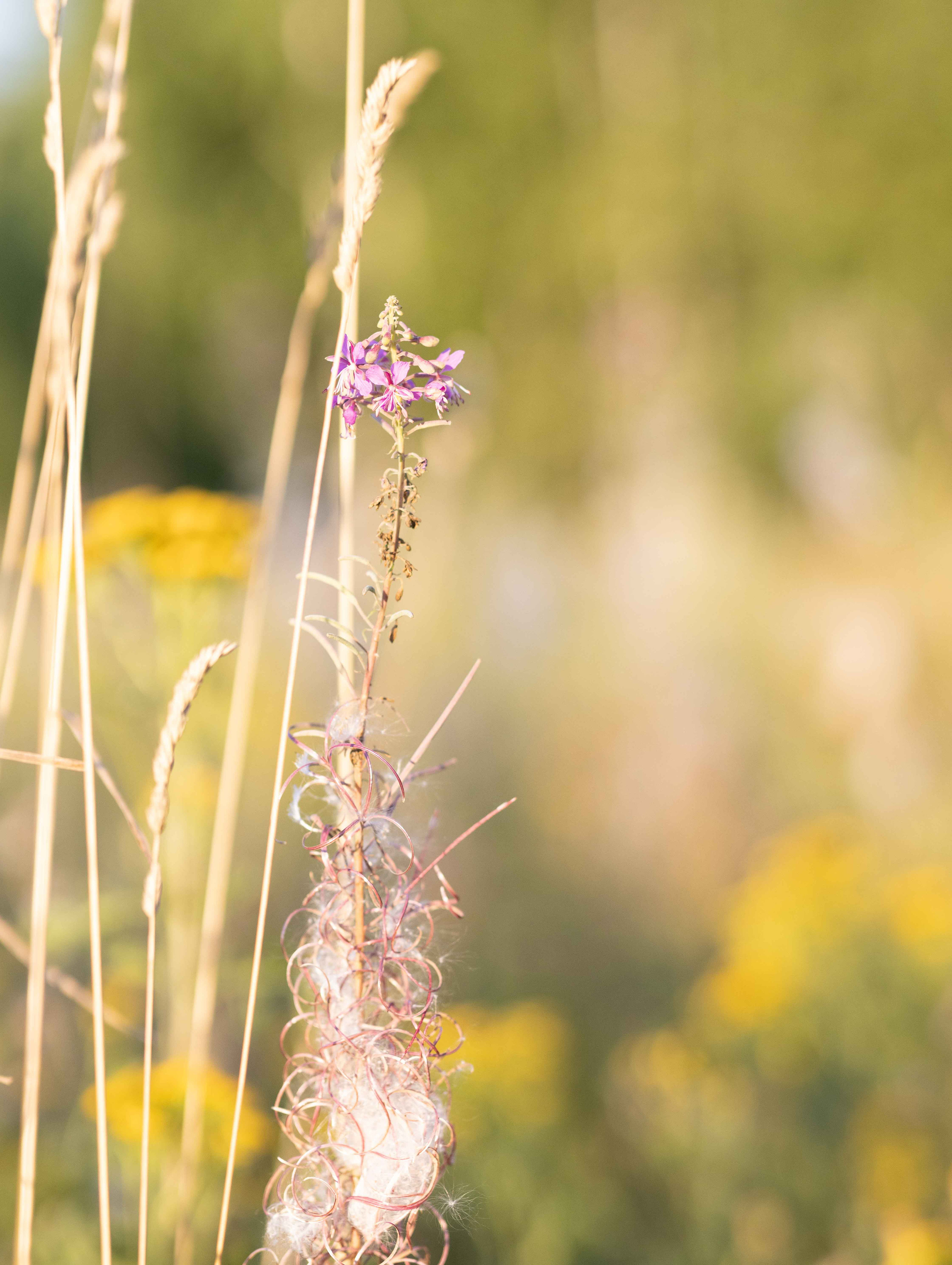 Фото с полевыми цветами. Портретный фотограф Екатерина Лысенко, Москва